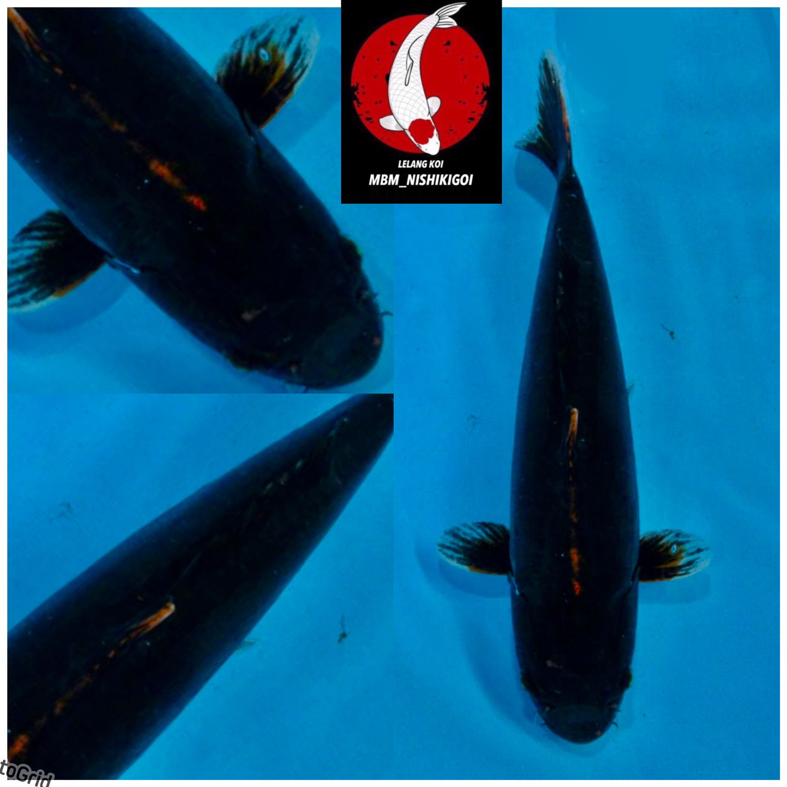 Lelang Koi Online, Jual Beli Ikan Koi, Pusat Jual Beli Koi, Info Lelang Koi Hari Ini, Platform Jual Beli Koi, Jual Beli Ikan Koi Online, Marketplace Ikan Koi, Jual Koi Terbaik, Tempat Beli Koi Berkualitas, Pasar Ikan Koi Online Terpercaya, Penjual Ikan Koi Terpercaya, Beli Koi Hias Online, Ikan Koi untuk Dijual, Koi Kualitas Terbaik, Toko Online Ikan Koi, Koi Hias Untuk Dijual, Jual Beli Ikan Koi Lokal, Koi Indonesia Online, Pusat Jual Beli Koi Terbesar