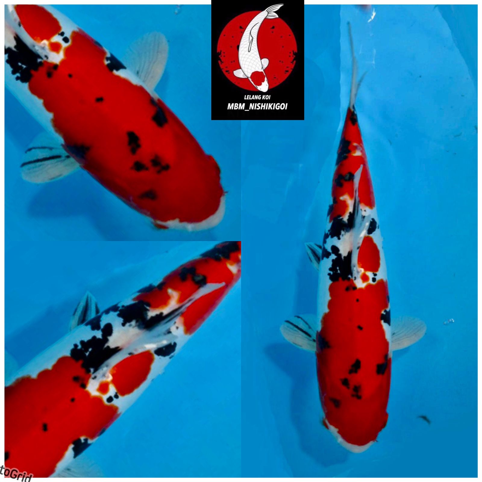 Lelang Koi Online, Jual Beli Ikan Koi, Pusat Jual Beli Koi, Info Lelang Koi Hari Ini, Platform Jual Beli Koi, Jual Beli Ikan Koi Online, Marketplace Ikan Koi, Jual Koi Terbaik, Tempat Beli Koi Berkualitas, Pasar Ikan Koi Online Terpercaya, Penjual Ikan Koi Terpercaya, Beli Koi Hias Online, Ikan Koi untuk Dijual, Koi Kualitas Terbaik, Toko Online Ikan Koi, Koi Hias Untuk Dijual, Jual Beli Ikan Koi Lokal, Koi Indonesia Online, Pusat Jual Beli Koi Terbesar