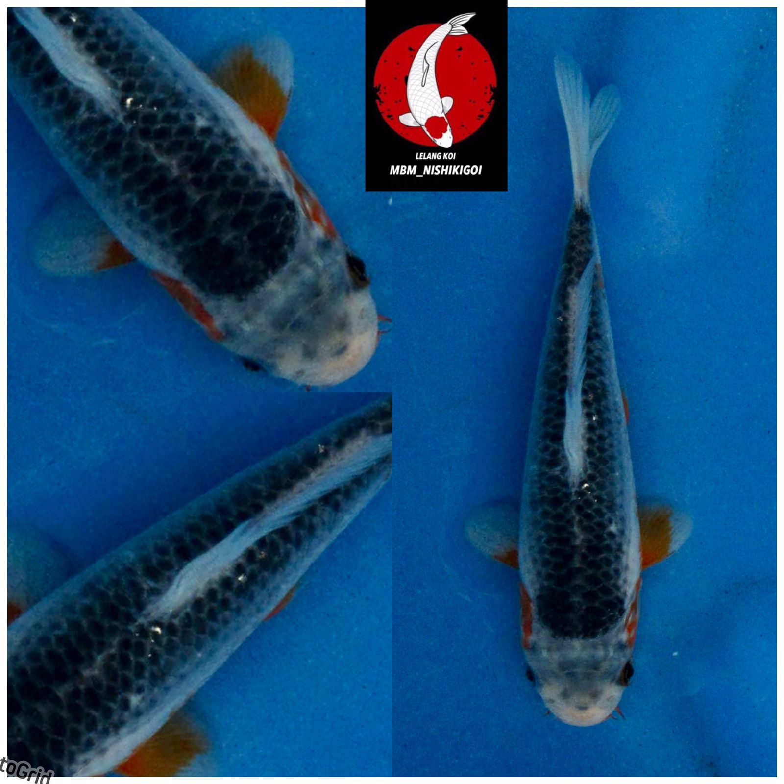 Lelang Koi Online, Jual Beli Ikan Koi, Pusat Jual Beli Koi, Info Lelang Koi Hari Ini, Platform Jual Beli Koi, Jual Beli Ikan Koi Online, Marketplace Ikan Koi, Jual Koi Terbaik, Tempat Beli Koi Berkualitas, Pasar Ikan Koi Online Terpercaya, Penjual Ikan Koi Terpercaya, Beli Koi Hias Online, Ikan Koi untuk Dijual, Koi Kualitas Terbaik, Toko Online Ikan Koi, Koi Hias Untuk Dijual, Jual Beli Ikan Koi Lokal, Koi Indonesia Online, Pusat Jual Beli Koi Terbesar