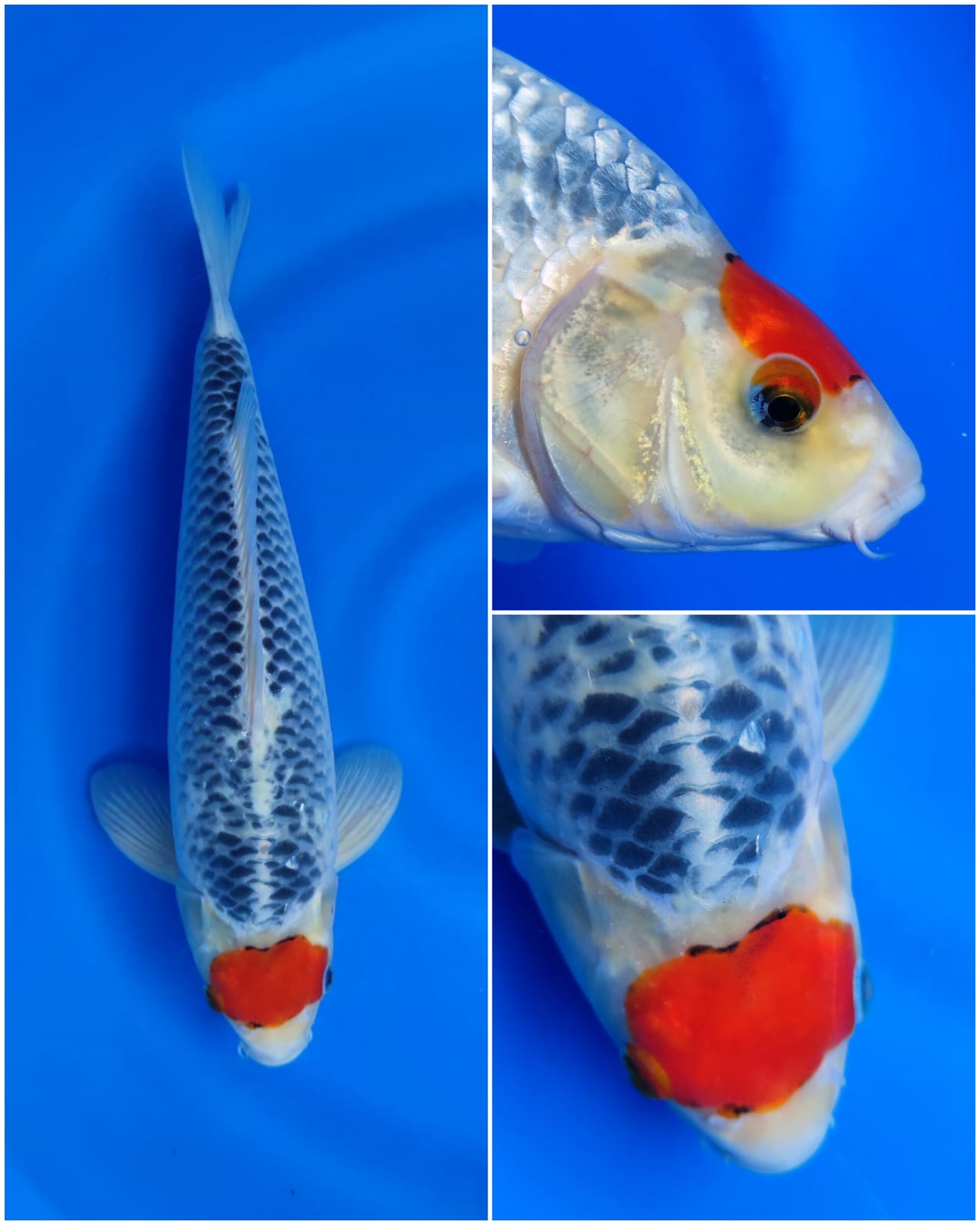 Lelang Koi Online, Jual Beli Ikan Koi, Pusat Jual Beli Koi, Info Lelang Koi Hari Ini, Platform Jual Beli Koi, Jual Beli Ikan Koi Online, Marketplace Ikan Koi, Jual Koi Terbaik, Tempat Beli Koi Berkualitas, Pasar Ikan Koi Online Terpercaya, Penjual Ikan Koi Terpercaya, Beli Koi Hias Online, Ikan Koi untuk Dijual, Koi Kualitas Terbaik, Toko Online Ikan Koi, Koi Hias Untuk Dijual, Jual Beli Ikan Koi Lokal, Koi Indonesia Online, Pusat Jual Beli Koi Terbesar