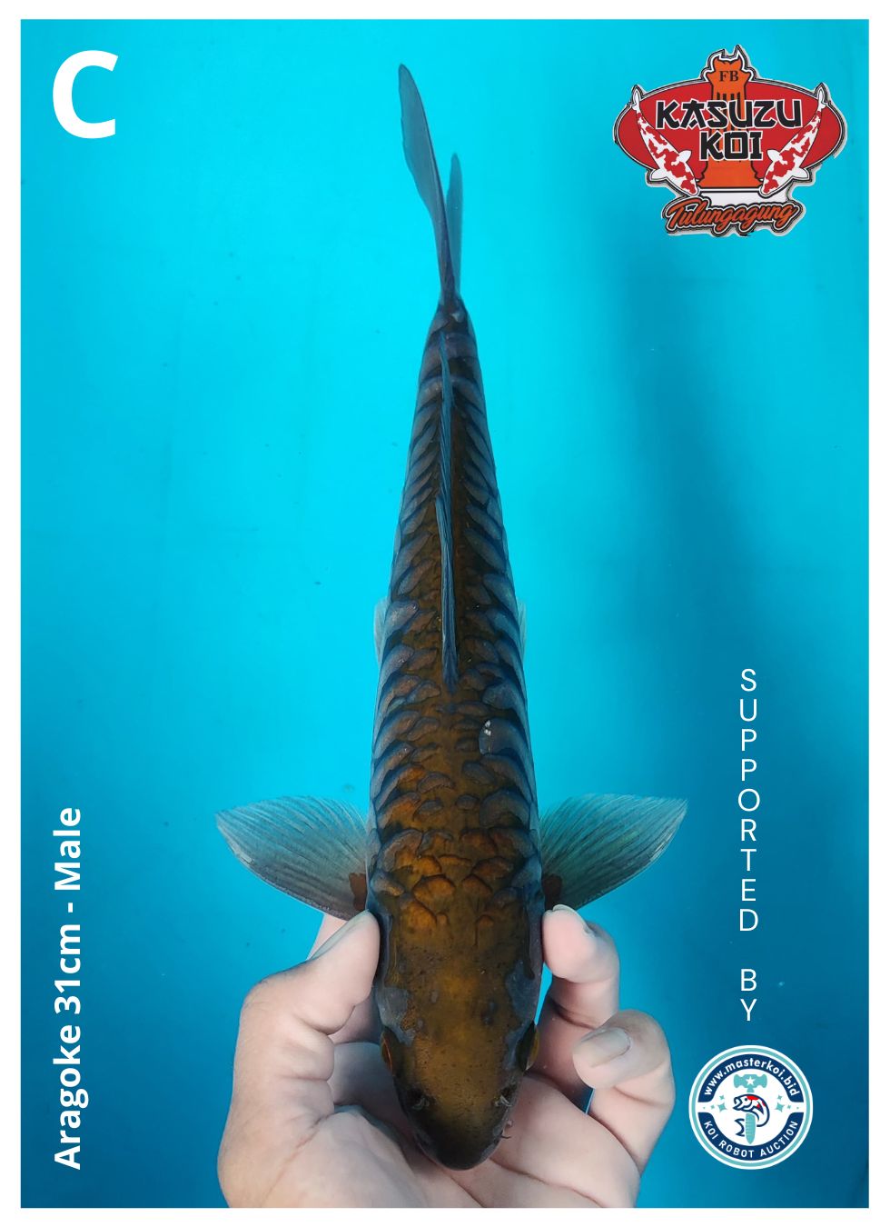 Lelang Koi Online, Jual Beli Ikan Koi, Pusat Jual Beli Koi, Info Lelang Koi Hari Ini, Platform Jual Beli Koi, Jual Beli Ikan Koi Online, Marketplace Ikan Koi, Jual Koi Terbaik, Tempat Beli Koi Berkualitas, Pasar Ikan Koi Online Terpercaya, Penjual Ikan Koi Terpercaya, Beli Koi Hias Online, Ikan Koi untuk Dijual, Koi Kualitas Terbaik, Toko Online Ikan Koi, Koi Hias Untuk Dijual, Jual Beli Ikan Koi Lokal, Koi Indonesia Online, Pusat Jual Beli Koi Terbesar