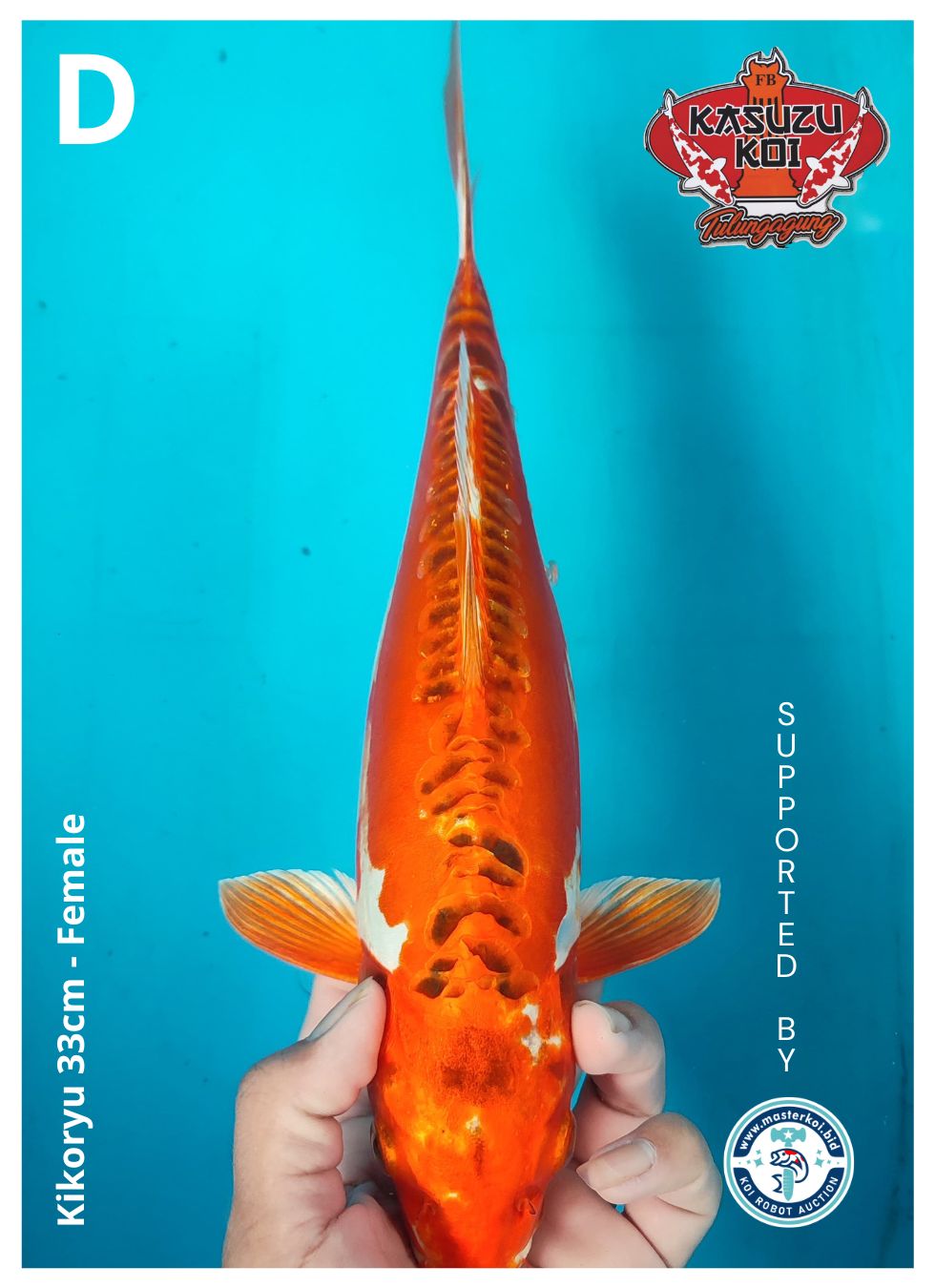 Lelang Koi Online, Jual Beli Ikan Koi, Pusat Jual Beli Koi, Info Lelang Koi Hari Ini, Platform Jual Beli Koi, Jual Beli Ikan Koi Online, Marketplace Ikan Koi, Jual Koi Terbaik, Tempat Beli Koi Berkualitas, Pasar Ikan Koi Online Terpercaya, Penjual Ikan Koi Terpercaya, Beli Koi Hias Online, Ikan Koi untuk Dijual, Koi Kualitas Terbaik, Toko Online Ikan Koi, Koi Hias Untuk Dijual, Jual Beli Ikan Koi Lokal, Koi Indonesia Online, Pusat Jual Beli Koi Terbesar