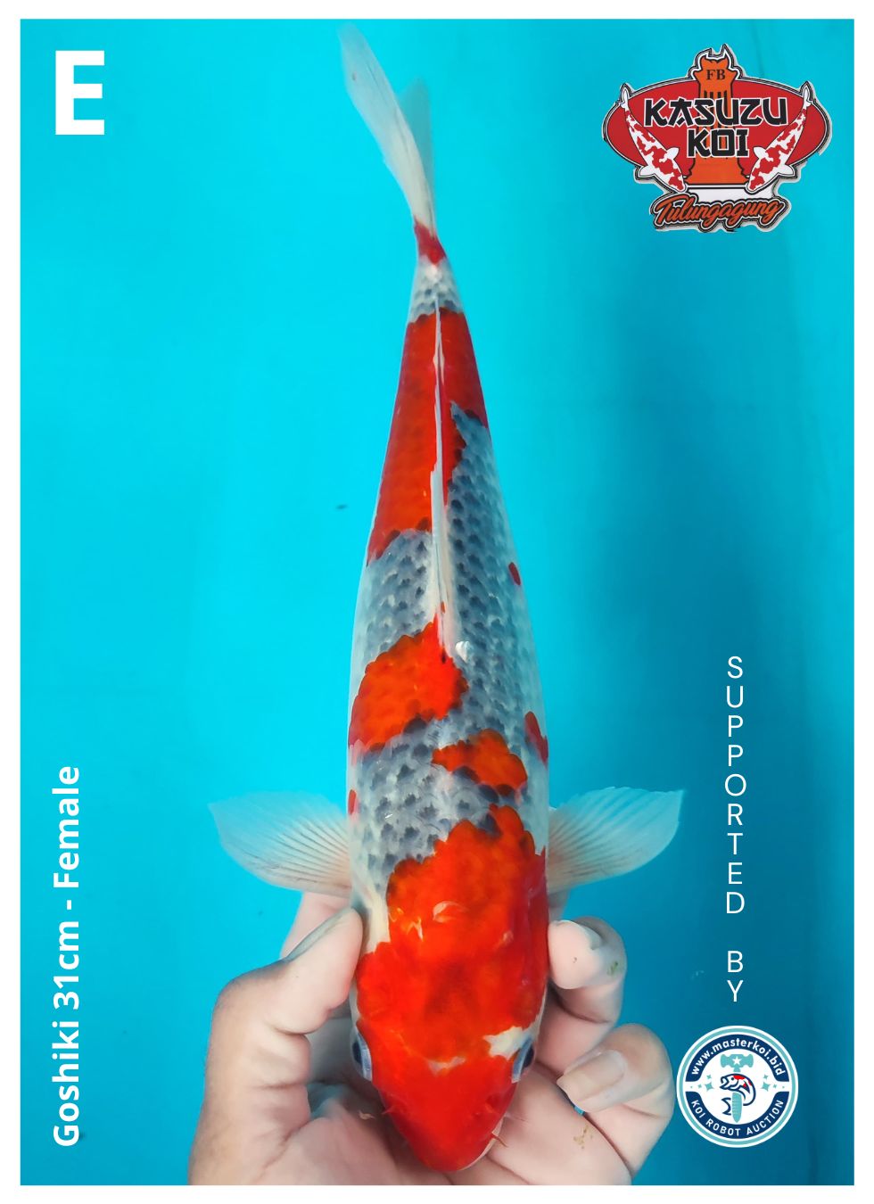 Lelang Koi Online, Jual Beli Ikan Koi, Pusat Jual Beli Koi, Info Lelang Koi Hari Ini, Platform Jual Beli Koi, Jual Beli Ikan Koi Online, Marketplace Ikan Koi, Jual Koi Terbaik, Tempat Beli Koi Berkualitas, Pasar Ikan Koi Online Terpercaya, Penjual Ikan Koi Terpercaya, Beli Koi Hias Online, Ikan Koi untuk Dijual, Koi Kualitas Terbaik, Toko Online Ikan Koi, Koi Hias Untuk Dijual, Jual Beli Ikan Koi Lokal, Koi Indonesia Online, Pusat Jual Beli Koi Terbesar