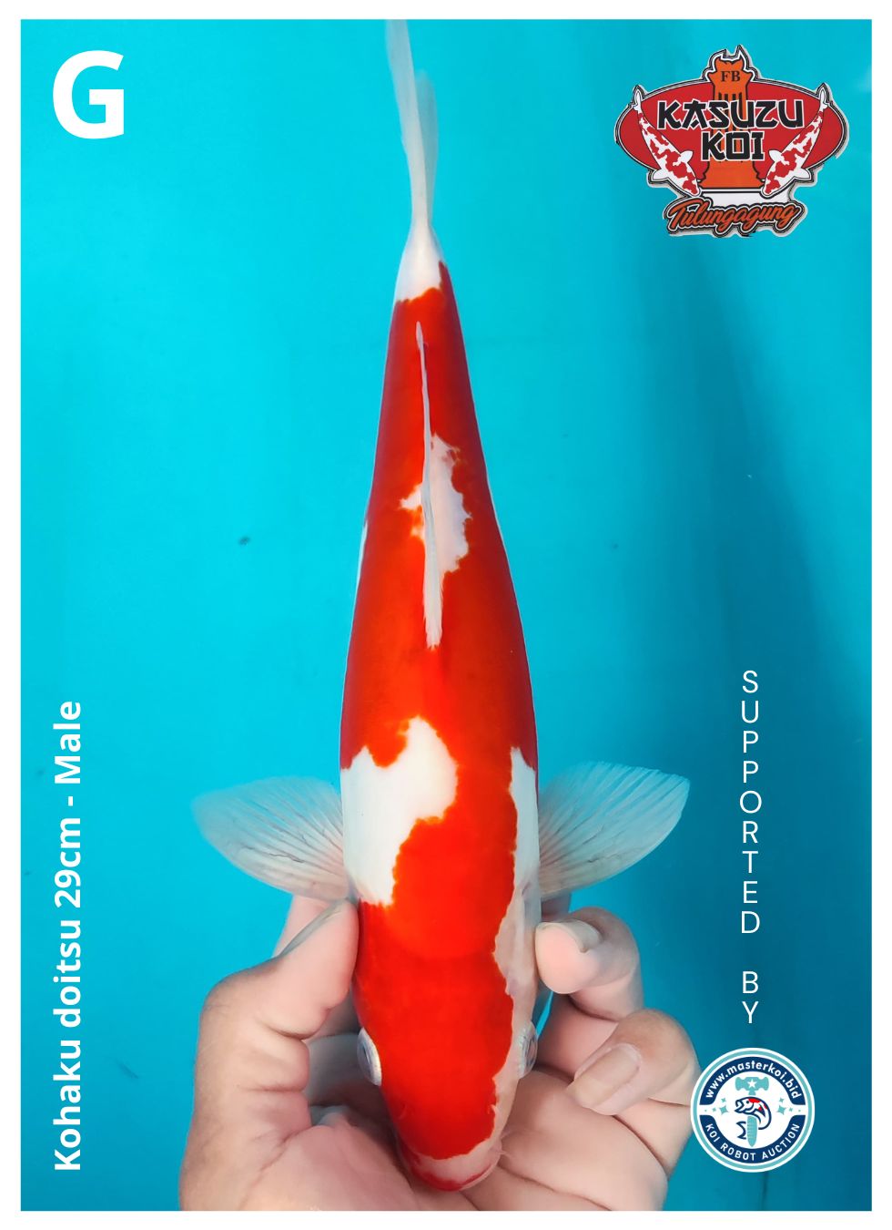 Lelang Koi Online, Jual Beli Ikan Koi, Pusat Jual Beli Koi, Info Lelang Koi Hari Ini, Platform Jual Beli Koi, Jual Beli Ikan Koi Online, Marketplace Ikan Koi, Jual Koi Terbaik, Tempat Beli Koi Berkualitas, Pasar Ikan Koi Online Terpercaya, Penjual Ikan Koi Terpercaya, Beli Koi Hias Online, Ikan Koi untuk Dijual, Koi Kualitas Terbaik, Toko Online Ikan Koi, Koi Hias Untuk Dijual, Jual Beli Ikan Koi Lokal, Koi Indonesia Online, Pusat Jual Beli Koi Terbesar