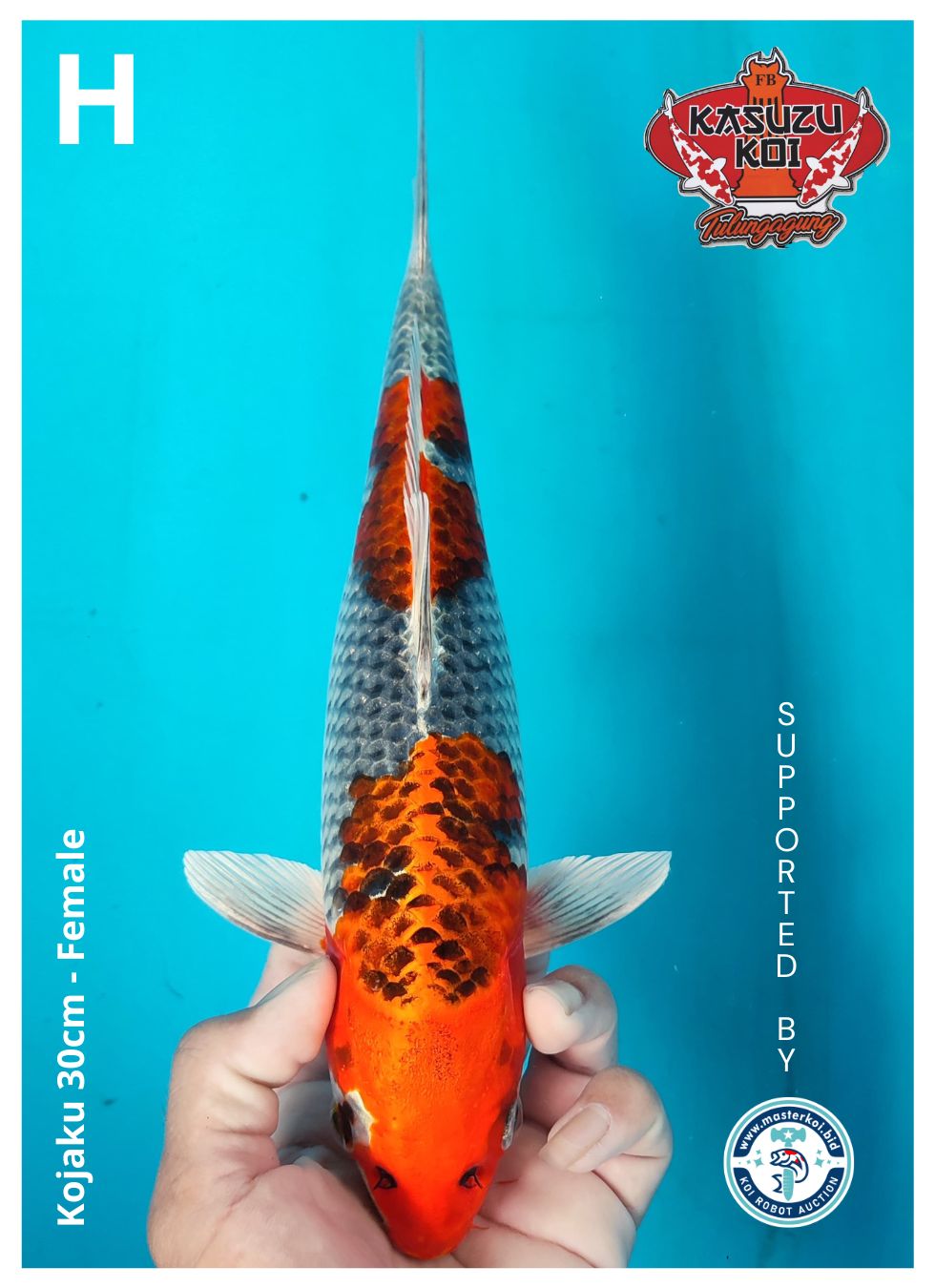 Lelang Koi Online, Jual Beli Ikan Koi, Pusat Jual Beli Koi, Info Lelang Koi Hari Ini, Platform Jual Beli Koi, Jual Beli Ikan Koi Online, Marketplace Ikan Koi, Jual Koi Terbaik, Tempat Beli Koi Berkualitas, Pasar Ikan Koi Online Terpercaya, Penjual Ikan Koi Terpercaya, Beli Koi Hias Online, Ikan Koi untuk Dijual, Koi Kualitas Terbaik, Toko Online Ikan Koi, Koi Hias Untuk Dijual, Jual Beli Ikan Koi Lokal, Koi Indonesia Online, Pusat Jual Beli Koi Terbesar