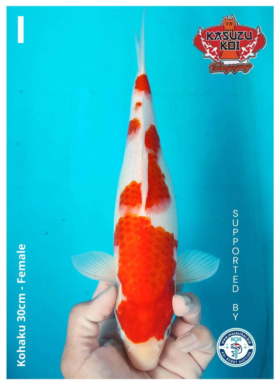 Lelang Koi Online, Jual Beli Ikan Koi, Pusat Jual Beli Koi, Info Lelang Koi Hari Ini, Platform Jual Beli Koi, Jual Beli Ikan Koi Online, Marketplace Ikan Koi, Jual Koi Terbaik, Tempat Beli Koi Berkualitas, Pasar Ikan Koi Online Terpercaya, Penjual Ikan Koi Terpercaya, Beli Koi Hias Online, Ikan Koi untuk Dijual, Koi Kualitas Terbaik, Toko Online Ikan Koi, Koi Hias Untuk Dijual, Jual Beli Ikan Koi Lokal, Koi Indonesia Online, Pusat Jual Beli Koi Terbesar