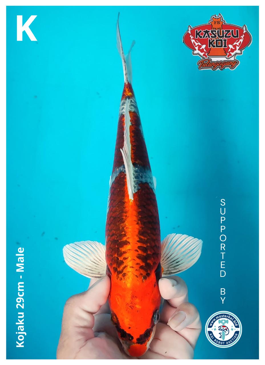 Lelang Koi Online, Jual Beli Ikan Koi, Pusat Jual Beli Koi, Info Lelang Koi Hari Ini, Platform Jual Beli Koi, Jual Beli Ikan Koi Online, Marketplace Ikan Koi, Jual Koi Terbaik, Tempat Beli Koi Berkualitas, Pasar Ikan Koi Online Terpercaya, Penjual Ikan Koi Terpercaya, Beli Koi Hias Online, Ikan Koi untuk Dijual, Koi Kualitas Terbaik, Toko Online Ikan Koi, Koi Hias Untuk Dijual, Jual Beli Ikan Koi Lokal, Koi Indonesia Online, Pusat Jual Beli Koi Terbesar