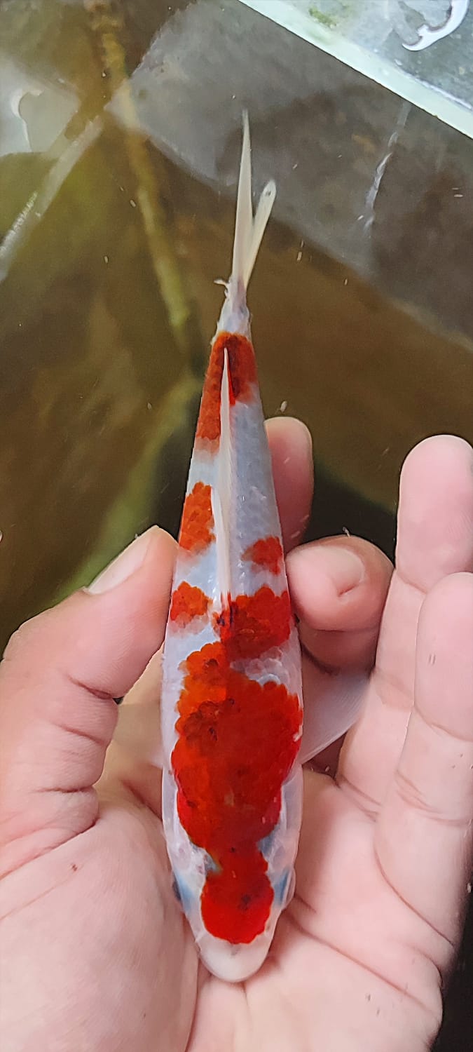 Lelang Koi Online, Jual Beli Ikan Koi, Pusat Jual Beli Koi, Info Lelang Koi Hari Ini, Platform Jual Beli Koi, Jual Beli Ikan Koi Online, Marketplace Ikan Koi, Jual Koi Terbaik, Tempat Beli Koi Berkualitas, Pasar Ikan Koi Online Terpercaya, Penjual Ikan Koi Terpercaya, Beli Koi Hias Online, Ikan Koi untuk Dijual, Koi Kualitas Terbaik, Toko Online Ikan Koi, Koi Hias Untuk Dijual, Jual Beli Ikan Koi Lokal, Koi Indonesia Online, Pusat Jual Beli Koi Terbesar