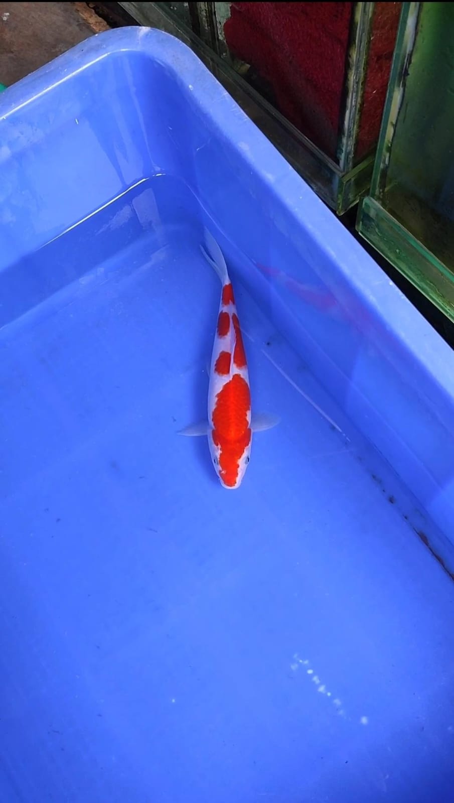 Lelang Koi Online, Jual Beli Ikan Koi, Pusat Jual Beli Koi, Info Lelang Koi Hari Ini, Platform Jual Beli Koi, Jual Beli Ikan Koi Online, Marketplace Ikan Koi, Jual Koi Terbaik, Tempat Beli Koi Berkualitas, Pasar Ikan Koi Online Terpercaya, Penjual Ikan Koi Terpercaya, Beli Koi Hias Online, Ikan Koi untuk Dijual, Koi Kualitas Terbaik, Toko Online Ikan Koi, Koi Hias Untuk Dijual, Jual Beli Ikan Koi Lokal, Koi Indonesia Online, Pusat Jual Beli Koi Terbesar