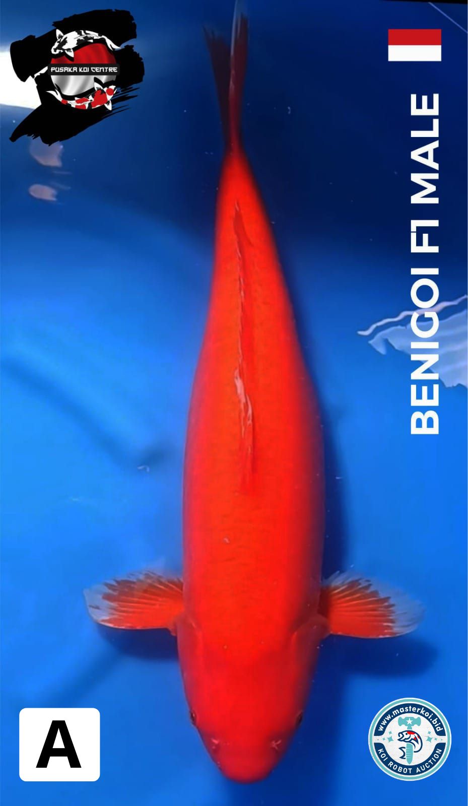 Lelang Koi Online, Jual Beli Ikan Koi, Pusat Jual Beli Koi, Info Lelang Koi Hari Ini, Platform Jual Beli Koi, Jual Beli Ikan Koi Online, Marketplace Ikan Koi, Jual Koi Terbaik, Tempat Beli Koi Berkualitas, Pasar Ikan Koi Online Terpercaya, Penjual Ikan Koi Terpercaya, Beli Koi Hias Online, Ikan Koi untuk Dijual, Koi Kualitas Terbaik, Toko Online Ikan Koi, Koi Hias Untuk Dijual, Jual Beli Ikan Koi Lokal, Koi Indonesia Online, Pusat Jual Beli Koi Terbesar