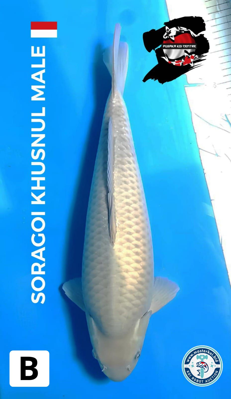 Lelang Koi Online, Jual Beli Ikan Koi, Pusat Jual Beli Koi, Info Lelang Koi Hari Ini, Platform Jual Beli Koi, Jual Beli Ikan Koi Online, Marketplace Ikan Koi, Jual Koi Terbaik, Tempat Beli Koi Berkualitas, Pasar Ikan Koi Online Terpercaya, Penjual Ikan Koi Terpercaya, Beli Koi Hias Online, Ikan Koi untuk Dijual, Koi Kualitas Terbaik, Toko Online Ikan Koi, Koi Hias Untuk Dijual, Jual Beli Ikan Koi Lokal, Koi Indonesia Online, Pusat Jual Beli Koi Terbesar