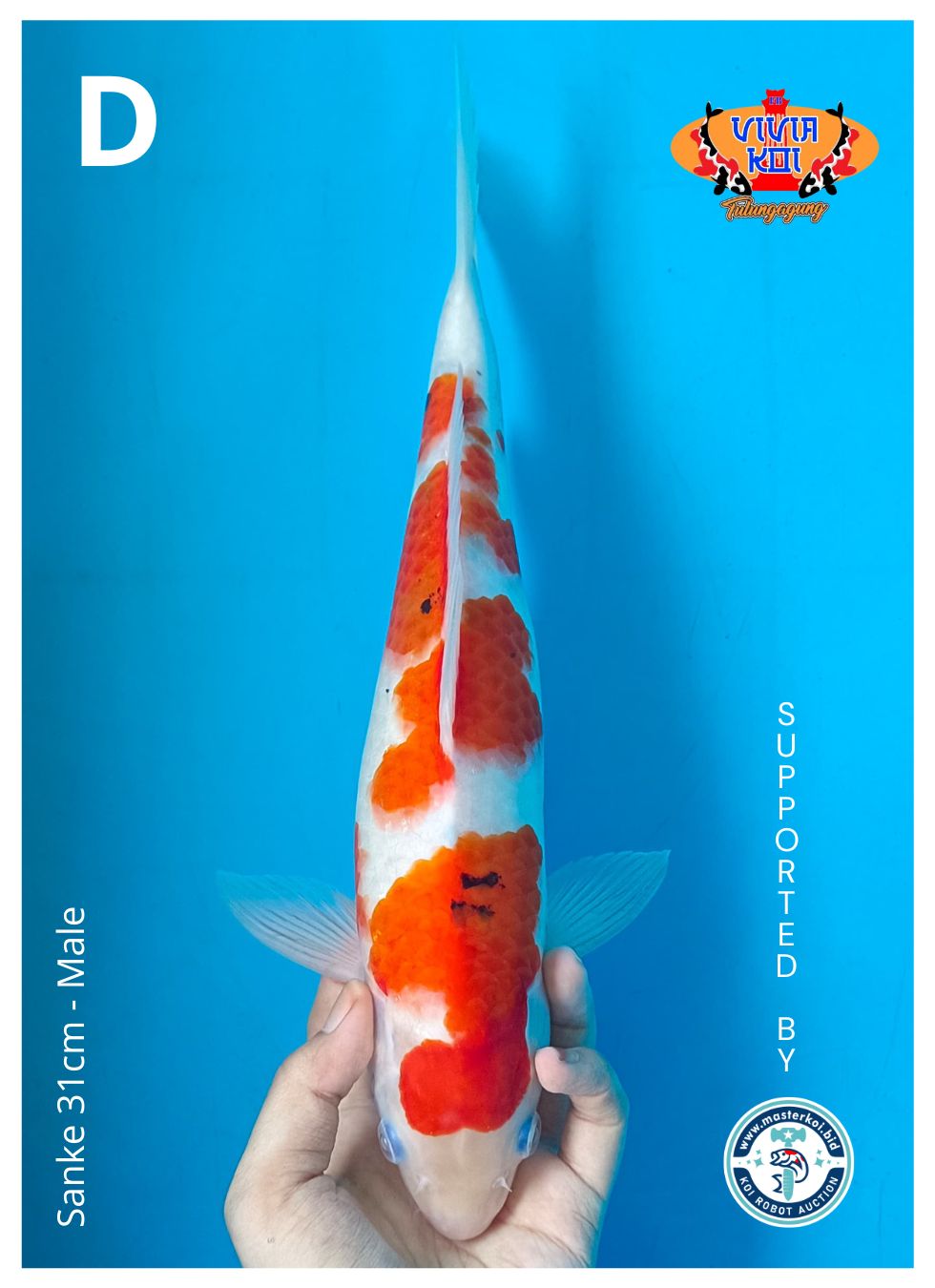 Lelang Koi Online, Jual Beli Ikan Koi, Pusat Jual Beli Koi, Info Lelang Koi Hari Ini, Platform Jual Beli Koi, Jual Beli Ikan Koi Online, Marketplace Ikan Koi, Jual Koi Terbaik, Tempat Beli Koi Berkualitas, Pasar Ikan Koi Online Terpercaya, Penjual Ikan Koi Terpercaya, Beli Koi Hias Online, Ikan Koi untuk Dijual, Koi Kualitas Terbaik, Toko Online Ikan Koi, Koi Hias Untuk Dijual, Jual Beli Ikan Koi Lokal, Koi Indonesia Online, Pusat Jual Beli Koi Terbesar