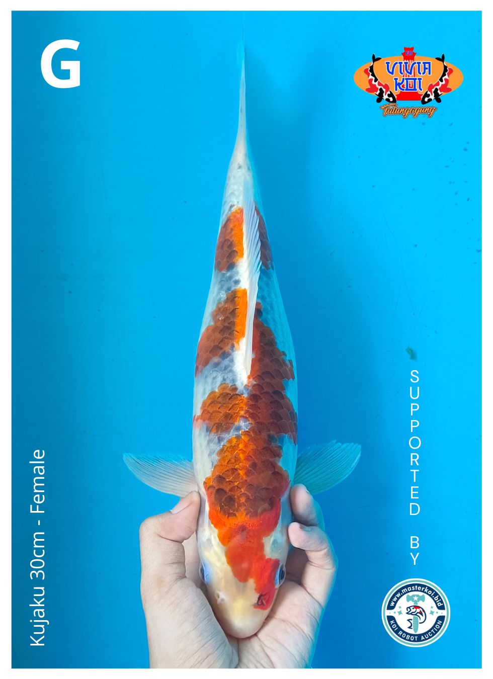 Lelang Koi Online, Jual Beli Ikan Koi, Pusat Jual Beli Koi, Info Lelang Koi Hari Ini, Platform Jual Beli Koi, Jual Beli Ikan Koi Online, Marketplace Ikan Koi, Jual Koi Terbaik, Tempat Beli Koi Berkualitas, Pasar Ikan Koi Online Terpercaya, Penjual Ikan Koi Terpercaya, Beli Koi Hias Online, Ikan Koi untuk Dijual, Koi Kualitas Terbaik, Toko Online Ikan Koi, Koi Hias Untuk Dijual, Jual Beli Ikan Koi Lokal, Koi Indonesia Online, Pusat Jual Beli Koi Terbesar