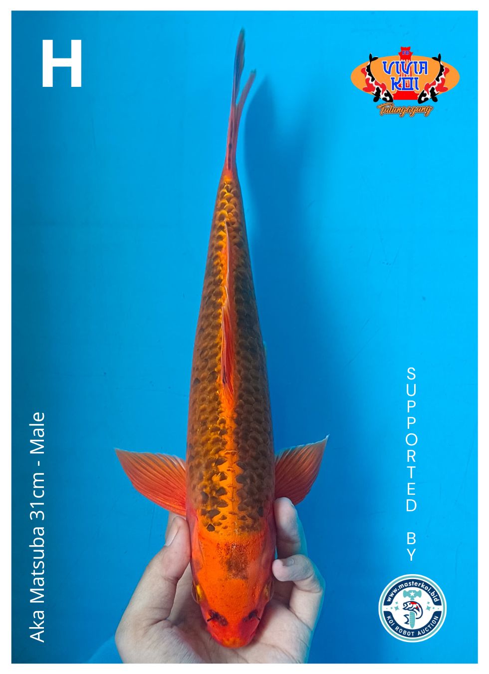 Lelang Koi Online, Jual Beli Ikan Koi, Pusat Jual Beli Koi, Info Lelang Koi Hari Ini, Platform Jual Beli Koi, Jual Beli Ikan Koi Online, Marketplace Ikan Koi, Jual Koi Terbaik, Tempat Beli Koi Berkualitas, Pasar Ikan Koi Online Terpercaya, Penjual Ikan Koi Terpercaya, Beli Koi Hias Online, Ikan Koi untuk Dijual, Koi Kualitas Terbaik, Toko Online Ikan Koi, Koi Hias Untuk Dijual, Jual Beli Ikan Koi Lokal, Koi Indonesia Online, Pusat Jual Beli Koi Terbesar