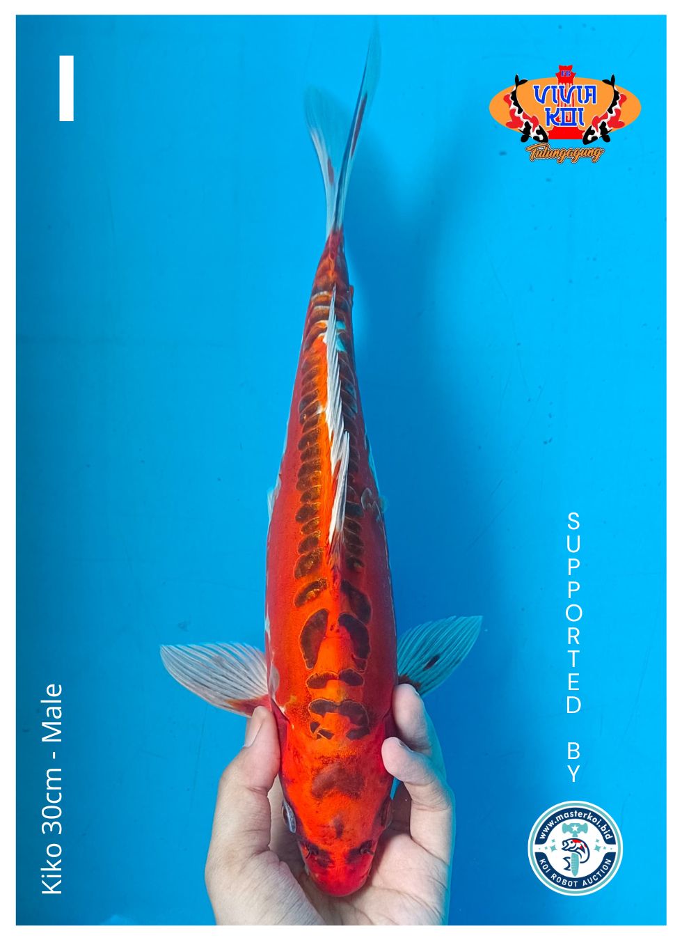 Lelang Koi Online, Jual Beli Ikan Koi, Pusat Jual Beli Koi, Info Lelang Koi Hari Ini, Platform Jual Beli Koi, Jual Beli Ikan Koi Online, Marketplace Ikan Koi, Jual Koi Terbaik, Tempat Beli Koi Berkualitas, Pasar Ikan Koi Online Terpercaya, Penjual Ikan Koi Terpercaya, Beli Koi Hias Online, Ikan Koi untuk Dijual, Koi Kualitas Terbaik, Toko Online Ikan Koi, Koi Hias Untuk Dijual, Jual Beli Ikan Koi Lokal, Koi Indonesia Online, Pusat Jual Beli Koi Terbesar