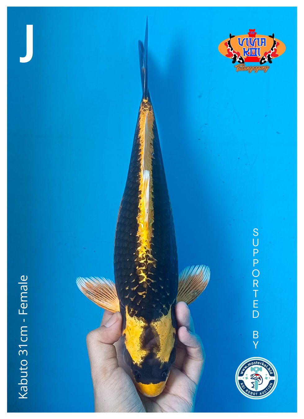 Lelang Koi Online, Jual Beli Ikan Koi, Pusat Jual Beli Koi, Info Lelang Koi Hari Ini, Platform Jual Beli Koi, Jual Beli Ikan Koi Online, Marketplace Ikan Koi, Jual Koi Terbaik, Tempat Beli Koi Berkualitas, Pasar Ikan Koi Online Terpercaya, Penjual Ikan Koi Terpercaya, Beli Koi Hias Online, Ikan Koi untuk Dijual, Koi Kualitas Terbaik, Toko Online Ikan Koi, Koi Hias Untuk Dijual, Jual Beli Ikan Koi Lokal, Koi Indonesia Online, Pusat Jual Beli Koi Terbesar