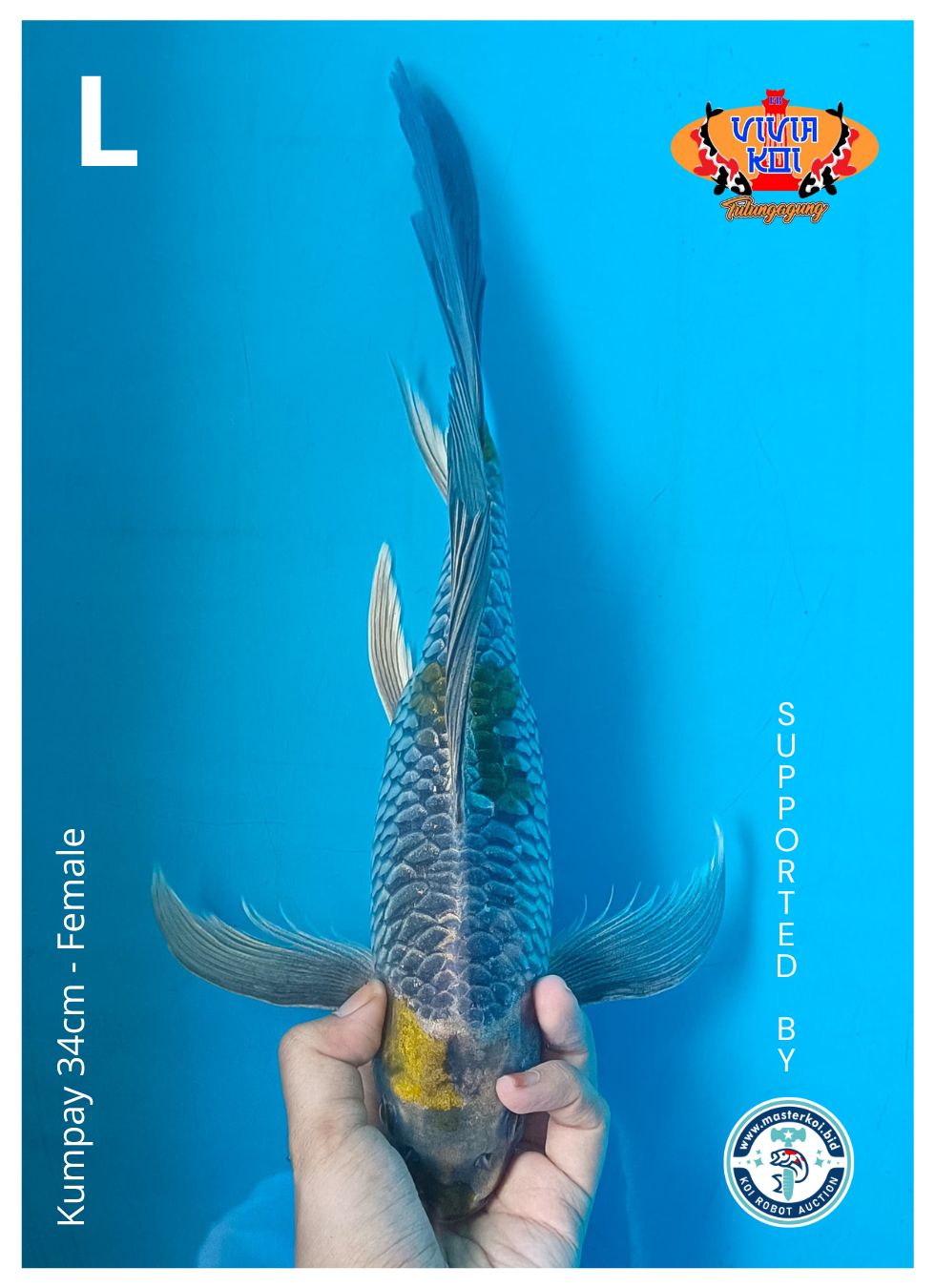 Lelang Koi Online, Jual Beli Ikan Koi, Pusat Jual Beli Koi, Info Lelang Koi Hari Ini, Platform Jual Beli Koi, Jual Beli Ikan Koi Online, Marketplace Ikan Koi, Jual Koi Terbaik, Tempat Beli Koi Berkualitas, Pasar Ikan Koi Online Terpercaya, Penjual Ikan Koi Terpercaya, Beli Koi Hias Online, Ikan Koi untuk Dijual, Koi Kualitas Terbaik, Toko Online Ikan Koi, Koi Hias Untuk Dijual, Jual Beli Ikan Koi Lokal, Koi Indonesia Online, Pusat Jual Beli Koi Terbesar