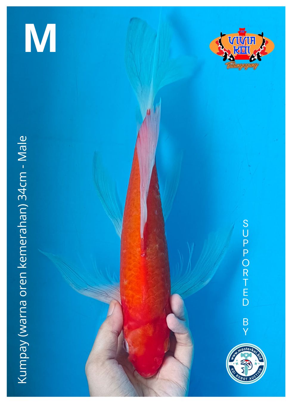 Lelang Koi Online, Jual Beli Ikan Koi, Pusat Jual Beli Koi, Info Lelang Koi Hari Ini, Platform Jual Beli Koi, Jual Beli Ikan Koi Online, Marketplace Ikan Koi, Jual Koi Terbaik, Tempat Beli Koi Berkualitas, Pasar Ikan Koi Online Terpercaya, Penjual Ikan Koi Terpercaya, Beli Koi Hias Online, Ikan Koi untuk Dijual, Koi Kualitas Terbaik, Toko Online Ikan Koi, Koi Hias Untuk Dijual, Jual Beli Ikan Koi Lokal, Koi Indonesia Online, Pusat Jual Beli Koi Terbesar