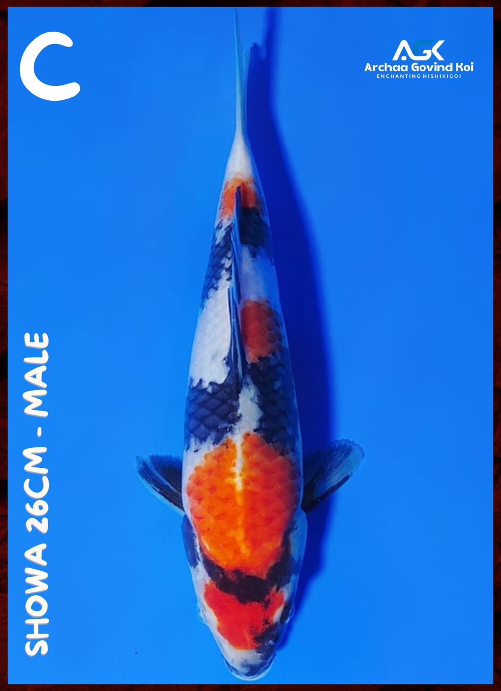 Lelang Koi Online, Jual Beli Ikan Koi, Pusat Jual Beli Koi, Info Lelang Koi Hari Ini, Platform Jual Beli Koi, Jual Beli Ikan Koi Online, Marketplace Ikan Koi, Jual Koi Terbaik, Tempat Beli Koi Berkualitas, Pasar Ikan Koi Online Terpercaya, Penjual Ikan Koi Terpercaya, Beli Koi Hias Online, Ikan Koi untuk Dijual, Koi Kualitas Terbaik, Toko Online Ikan Koi, Koi Hias Untuk Dijual, Jual Beli Ikan Koi Lokal, Koi Indonesia Online, Pusat Jual Beli Koi Terbesar