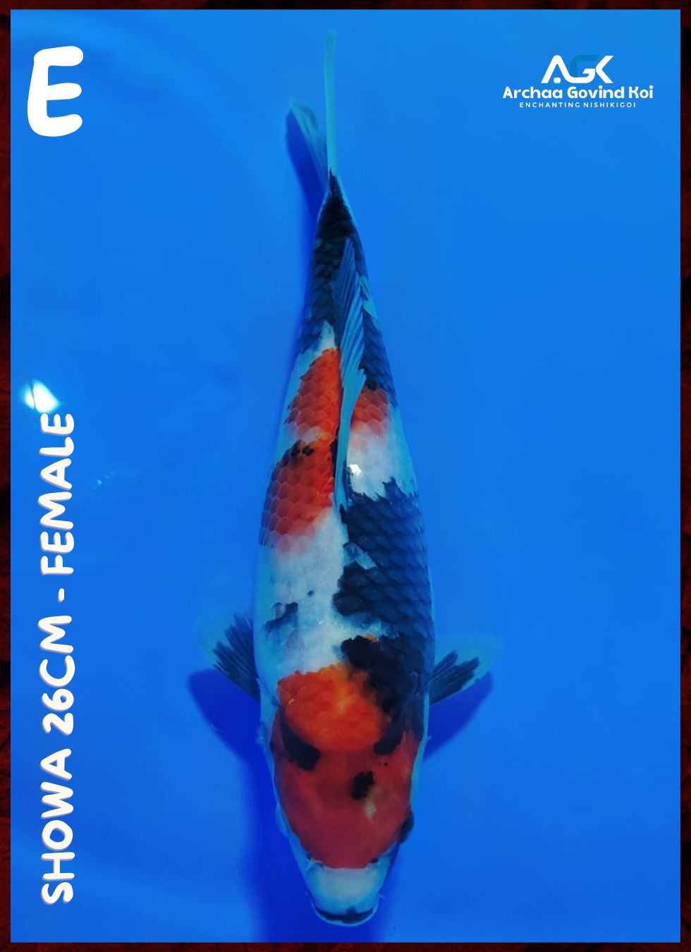 Lelang Koi Online, Jual Beli Ikan Koi, Pusat Jual Beli Koi, Info Lelang Koi Hari Ini, Platform Jual Beli Koi, Jual Beli Ikan Koi Online, Marketplace Ikan Koi, Jual Koi Terbaik, Tempat Beli Koi Berkualitas, Pasar Ikan Koi Online Terpercaya, Penjual Ikan Koi Terpercaya, Beli Koi Hias Online, Ikan Koi untuk Dijual, Koi Kualitas Terbaik, Toko Online Ikan Koi, Koi Hias Untuk Dijual, Jual Beli Ikan Koi Lokal, Koi Indonesia Online, Pusat Jual Beli Koi Terbesar