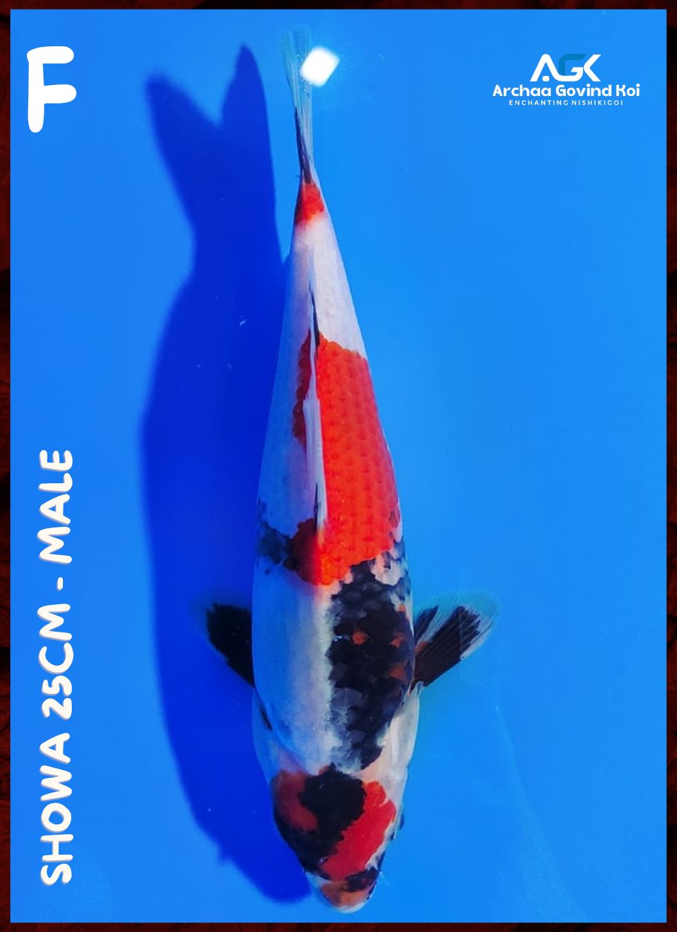 Lelang Koi Online, Jual Beli Ikan Koi, Pusat Jual Beli Koi, Info Lelang Koi Hari Ini, Platform Jual Beli Koi, Jual Beli Ikan Koi Online, Marketplace Ikan Koi, Jual Koi Terbaik, Tempat Beli Koi Berkualitas, Pasar Ikan Koi Online Terpercaya, Penjual Ikan Koi Terpercaya, Beli Koi Hias Online, Ikan Koi untuk Dijual, Koi Kualitas Terbaik, Toko Online Ikan Koi, Koi Hias Untuk Dijual, Jual Beli Ikan Koi Lokal, Koi Indonesia Online, Pusat Jual Beli Koi Terbesar