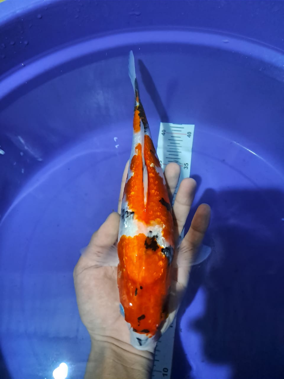 Lelang Koi Online, Jual Beli Ikan Koi, Pusat Jual Beli Koi, Info Lelang Koi Hari Ini, Platform Jual Beli Koi, Jual Beli Ikan Koi Online, Marketplace Ikan Koi, Jual Koi Terbaik, Tempat Beli Koi Berkualitas, Pasar Ikan Koi Online Terpercaya, Penjual Ikan Koi Terpercaya, Beli Koi Hias Online, Ikan Koi untuk Dijual, Koi Kualitas Terbaik, Toko Online Ikan Koi, Koi Hias Untuk Dijual, Jual Beli Ikan Koi Lokal, Koi Indonesia Online, Pusat Jual Beli Koi Terbesar