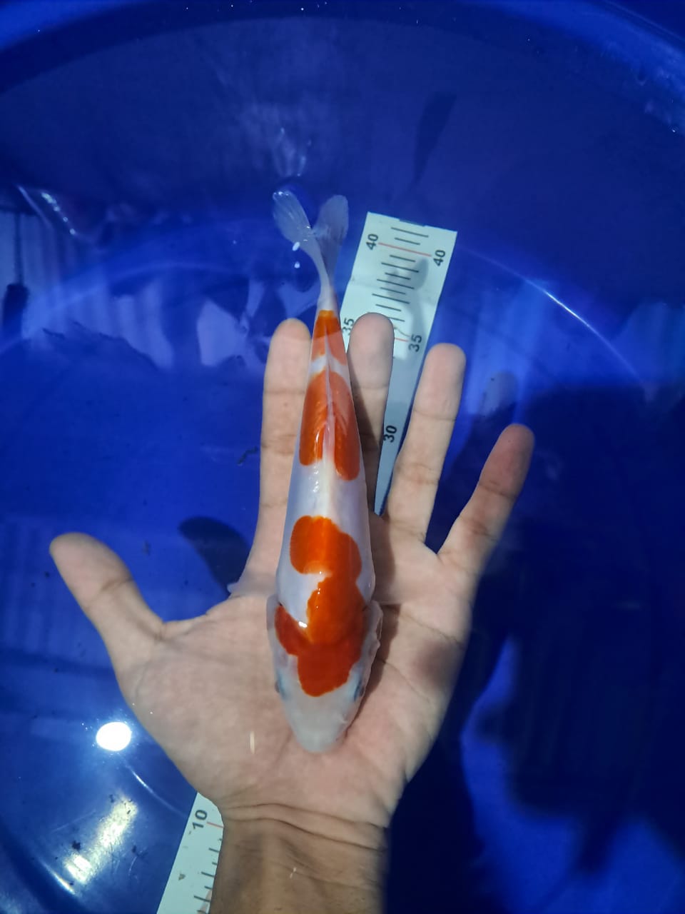 Lelang Koi Online, Jual Beli Ikan Koi, Pusat Jual Beli Koi, Info Lelang Koi Hari Ini, Platform Jual Beli Koi, Jual Beli Ikan Koi Online, Marketplace Ikan Koi, Jual Koi Terbaik, Tempat Beli Koi Berkualitas, Pasar Ikan Koi Online Terpercaya, Penjual Ikan Koi Terpercaya, Beli Koi Hias Online, Ikan Koi untuk Dijual, Koi Kualitas Terbaik, Toko Online Ikan Koi, Koi Hias Untuk Dijual, Jual Beli Ikan Koi Lokal, Koi Indonesia Online, Pusat Jual Beli Koi Terbesar