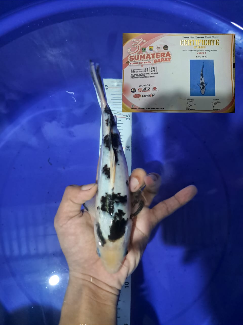 Lelang Koi Online, Jual Beli Ikan Koi, Pusat Jual Beli Koi, Info Lelang Koi Hari Ini, Platform Jual Beli Koi, Jual Beli Ikan Koi Online, Marketplace Ikan Koi, Jual Koi Terbaik, Tempat Beli Koi Berkualitas, Pasar Ikan Koi Online Terpercaya, Penjual Ikan Koi Terpercaya, Beli Koi Hias Online, Ikan Koi untuk Dijual, Koi Kualitas Terbaik, Toko Online Ikan Koi, Koi Hias Untuk Dijual, Jual Beli Ikan Koi Lokal, Koi Indonesia Online, Pusat Jual Beli Koi Terbesar