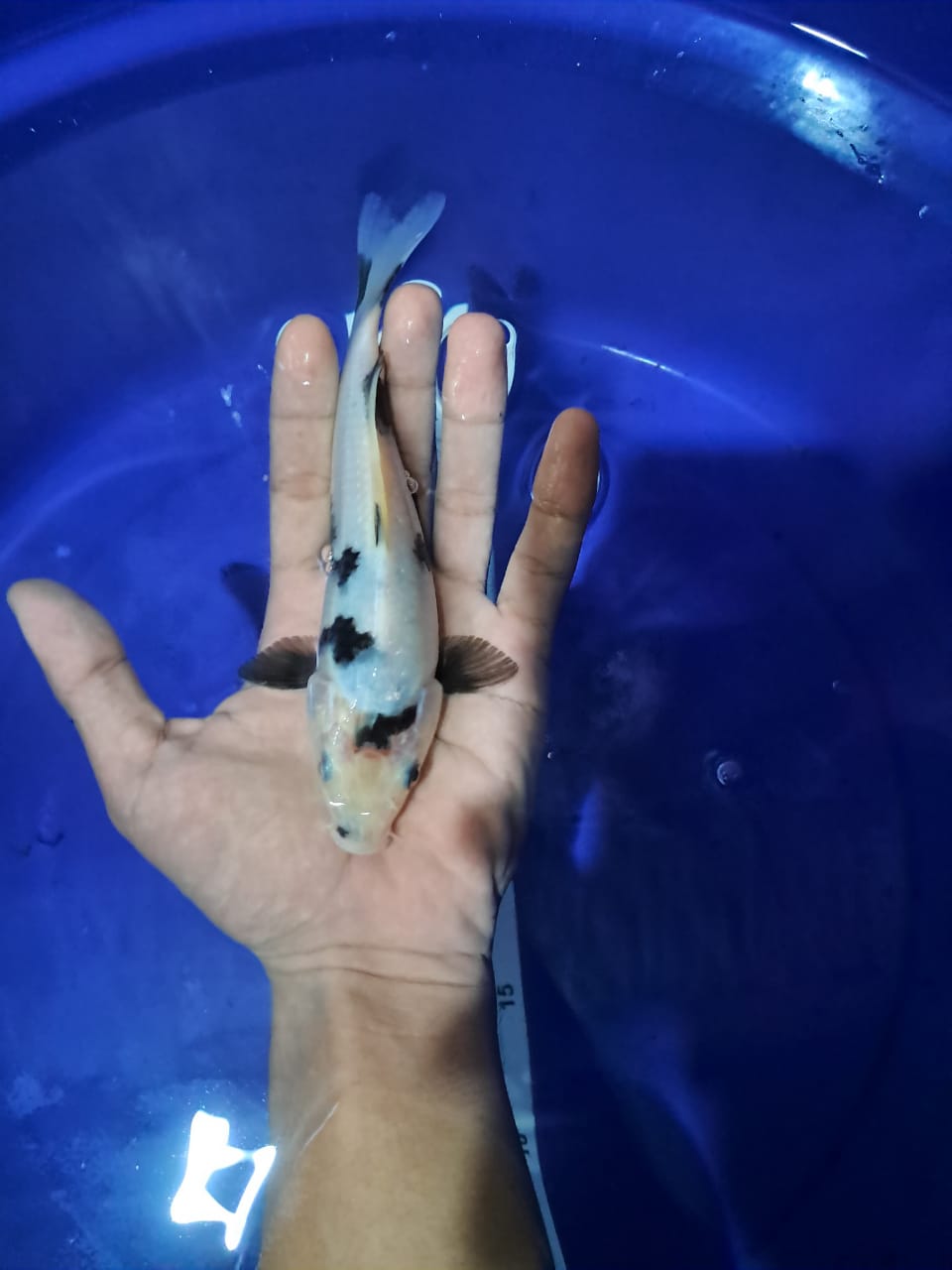 Lelang Koi Online, Jual Beli Ikan Koi, Pusat Jual Beli Koi, Info Lelang Koi Hari Ini, Platform Jual Beli Koi, Jual Beli Ikan Koi Online, Marketplace Ikan Koi, Jual Koi Terbaik, Tempat Beli Koi Berkualitas, Pasar Ikan Koi Online Terpercaya, Penjual Ikan Koi Terpercaya, Beli Koi Hias Online, Ikan Koi untuk Dijual, Koi Kualitas Terbaik, Toko Online Ikan Koi, Koi Hias Untuk Dijual, Jual Beli Ikan Koi Lokal, Koi Indonesia Online, Pusat Jual Beli Koi Terbesar