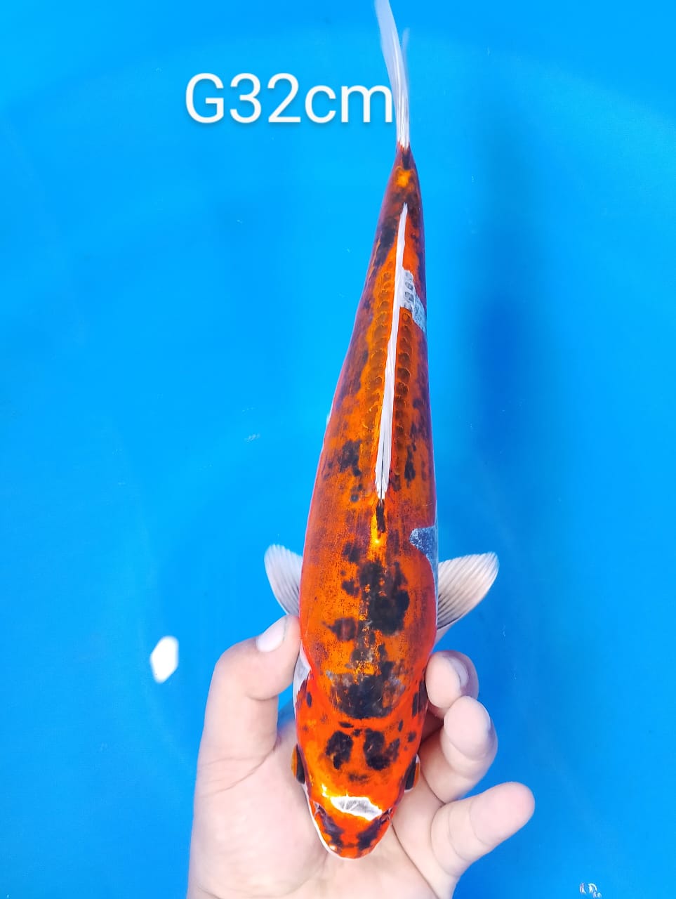 Lelang Koi Online, Jual Beli Ikan Koi, Pusat Jual Beli Koi, Info Lelang Koi Hari Ini, Platform Jual Beli Koi, Jual Beli Ikan Koi Online, Marketplace Ikan Koi, Jual Koi Terbaik, Tempat Beli Koi Berkualitas, Pasar Ikan Koi Online Terpercaya, Penjual Ikan Koi Terpercaya, Beli Koi Hias Online, Ikan Koi untuk Dijual, Koi Kualitas Terbaik, Toko Online Ikan Koi, Koi Hias Untuk Dijual, Jual Beli Ikan Koi Lokal, Koi Indonesia Online, Pusat Jual Beli Koi Terbesar