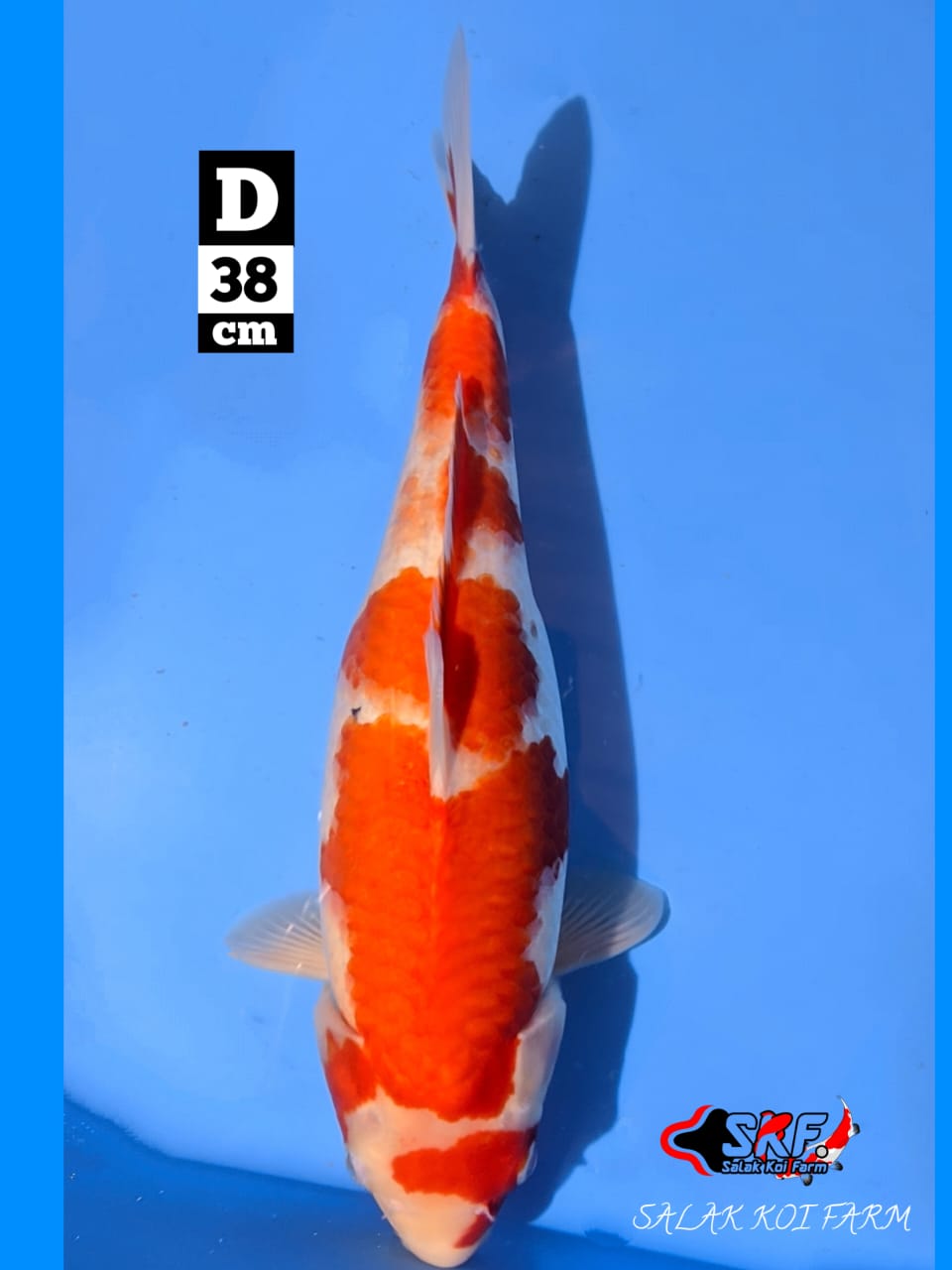 Lelang Koi Online, Jual Beli Ikan Koi, Pusat Jual Beli Koi, Info Lelang Koi Hari Ini, Platform Jual Beli Koi, Jual Beli Ikan Koi Online, Marketplace Ikan Koi, Jual Koi Terbaik, Tempat Beli Koi Berkualitas, Pasar Ikan Koi Online Terpercaya, Penjual Ikan Koi Terpercaya, Beli Koi Hias Online, Ikan Koi untuk Dijual, Koi Kualitas Terbaik, Toko Online Ikan Koi, Koi Hias Untuk Dijual, Jual Beli Ikan Koi Lokal, Koi Indonesia Online, Pusat Jual Beli Koi Terbesar