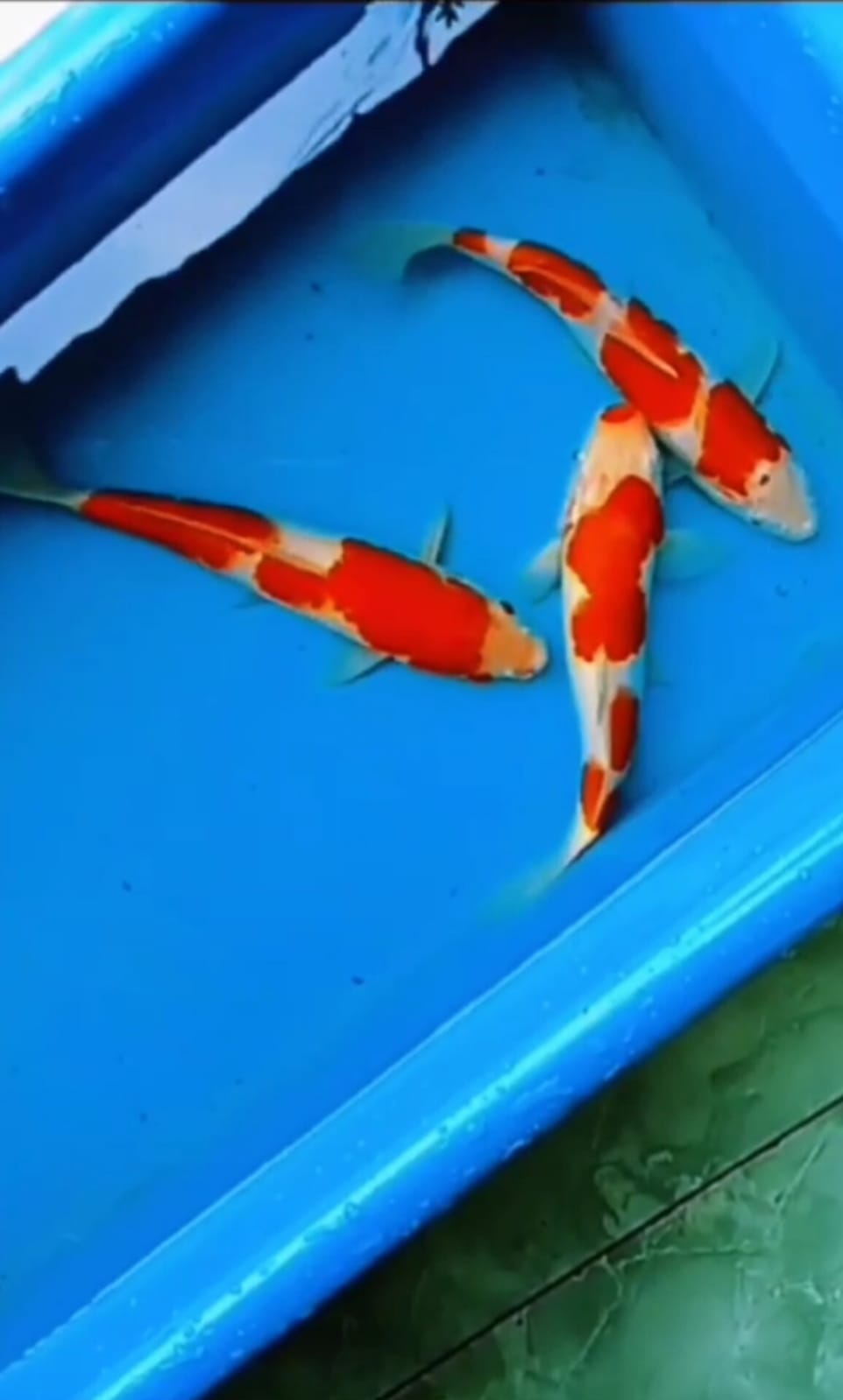 Lelang Koi Online, Jual Beli Ikan Koi, Pusat Jual Beli Koi, Info Lelang Koi Hari Ini, Platform Jual Beli Koi, Jual Beli Ikan Koi Online, Marketplace Ikan Koi, Jual Koi Terbaik, Tempat Beli Koi Berkualitas, Pasar Ikan Koi Online Terpercaya, Penjual Ikan Koi Terpercaya, Beli Koi Hias Online, Ikan Koi untuk Dijual, Koi Kualitas Terbaik, Toko Online Ikan Koi, Koi Hias Untuk Dijual, Jual Beli Ikan Koi Lokal, Koi Indonesia Online, Pusat Jual Beli Koi Terbesar