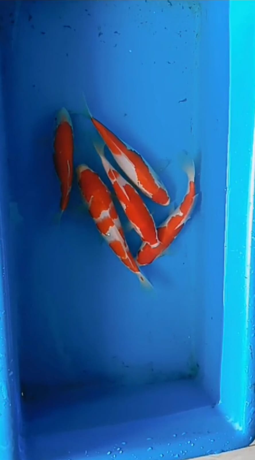 Lelang Koi Online, Jual Beli Ikan Koi, Pusat Jual Beli Koi, Info Lelang Koi Hari Ini, Platform Jual Beli Koi, Jual Beli Ikan Koi Online, Marketplace Ikan Koi, Jual Koi Terbaik, Tempat Beli Koi Berkualitas, Pasar Ikan Koi Online Terpercaya, Penjual Ikan Koi Terpercaya, Beli Koi Hias Online, Ikan Koi untuk Dijual, Koi Kualitas Terbaik, Toko Online Ikan Koi, Koi Hias Untuk Dijual, Jual Beli Ikan Koi Lokal, Koi Indonesia Online, Pusat Jual Beli Koi Terbesar