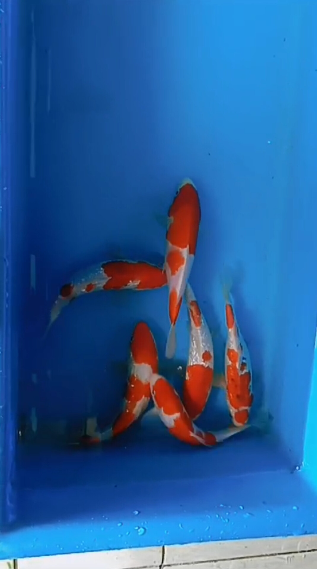 Lelang Koi Online, Jual Beli Ikan Koi, Pusat Jual Beli Koi, Info Lelang Koi Hari Ini, Platform Jual Beli Koi, Jual Beli Ikan Koi Online, Marketplace Ikan Koi, Jual Koi Terbaik, Tempat Beli Koi Berkualitas, Pasar Ikan Koi Online Terpercaya, Penjual Ikan Koi Terpercaya, Beli Koi Hias Online, Ikan Koi untuk Dijual, Koi Kualitas Terbaik, Toko Online Ikan Koi, Koi Hias Untuk Dijual, Jual Beli Ikan Koi Lokal, Koi Indonesia Online, Pusat Jual Beli Koi Terbesar