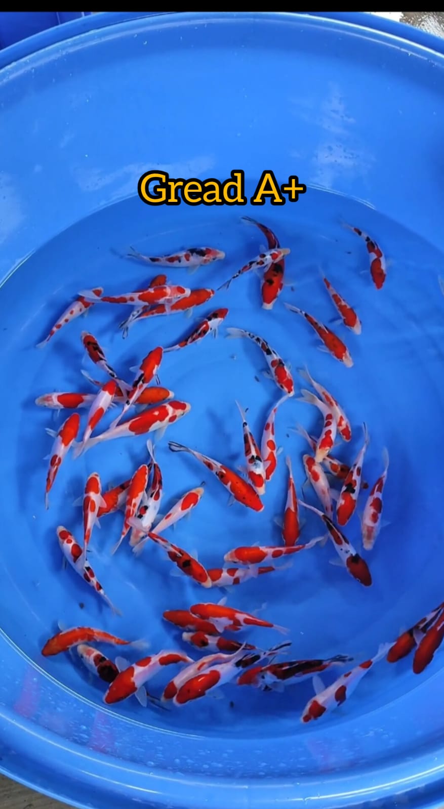 Lelang Koi Online, Jual Beli Ikan Koi, Pusat Jual Beli Koi, Info Lelang Koi Hari Ini, Platform Jual Beli Koi, Jual Beli Ikan Koi Online, Marketplace Ikan Koi, Jual Koi Terbaik, Tempat Beli Koi Berkualitas, Pasar Ikan Koi Online Terpercaya, Penjual Ikan Koi Terpercaya, Beli Koi Hias Online, Ikan Koi untuk Dijual, Koi Kualitas Terbaik, Toko Online Ikan Koi, Koi Hias Untuk Dijual, Jual Beli Ikan Koi Lokal, Koi Indonesia Online, Pusat Jual Beli Koi Terbesar