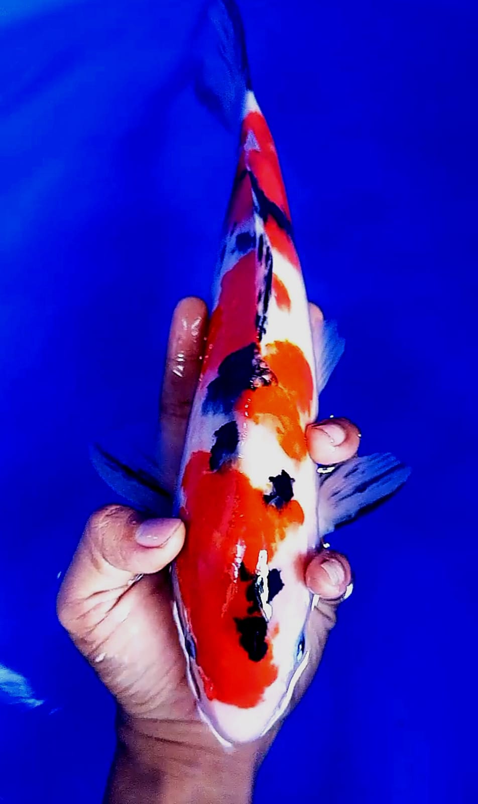 Lelang Koi Online, Jual Beli Ikan Koi, Pusat Jual Beli Koi, Info Lelang Koi Hari Ini, Platform Jual Beli Koi, Jual Beli Ikan Koi Online, Marketplace Ikan Koi, Jual Koi Terbaik, Tempat Beli Koi Berkualitas, Pasar Ikan Koi Online Terpercaya, Penjual Ikan Koi Terpercaya, Beli Koi Hias Online, Ikan Koi untuk Dijual, Koi Kualitas Terbaik, Toko Online Ikan Koi, Koi Hias Untuk Dijual, Jual Beli Ikan Koi Lokal, Koi Indonesia Online, Pusat Jual Beli Koi Terbesar