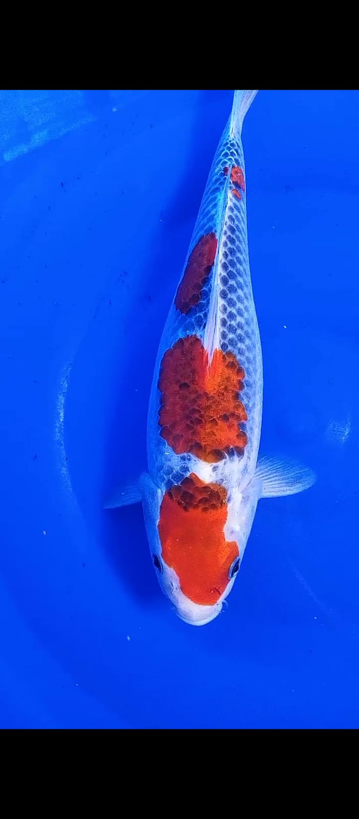 Lelang Koi Online, Jual Beli Ikan Koi, Pusat Jual Beli Koi, Info Lelang Koi Hari Ini, Platform Jual Beli Koi, Jual Beli Ikan Koi Online, Marketplace Ikan Koi, Jual Koi Terbaik, Tempat Beli Koi Berkualitas, Pasar Ikan Koi Online Terpercaya, Penjual Ikan Koi Terpercaya, Beli Koi Hias Online, Ikan Koi untuk Dijual, Koi Kualitas Terbaik, Toko Online Ikan Koi, Koi Hias Untuk Dijual, Jual Beli Ikan Koi Lokal, Koi Indonesia Online, Pusat Jual Beli Koi Terbesar