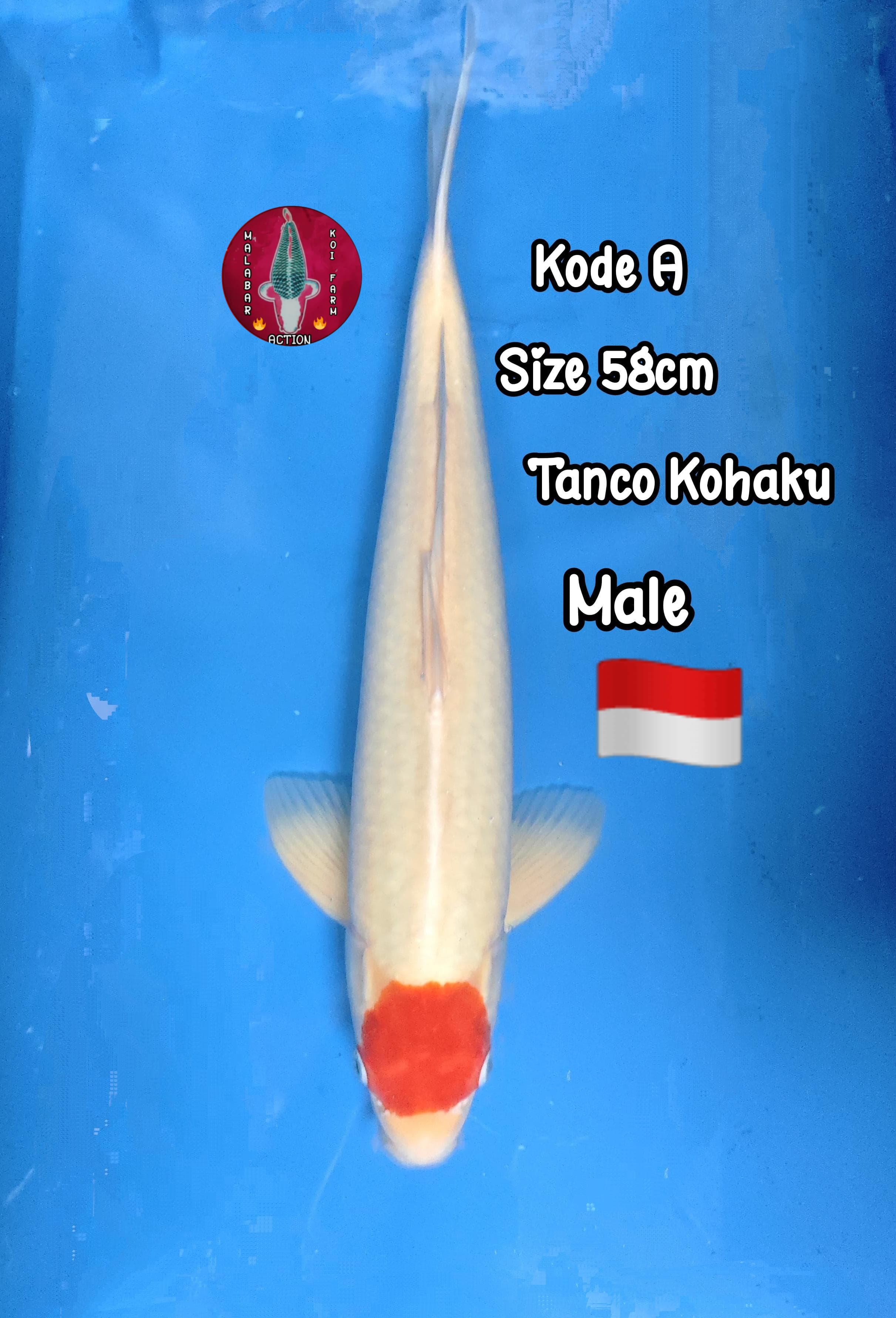 Lelang Koi Online, Jual Beli Ikan Koi, Pusat Jual Beli Koi, Info Lelang Koi Hari Ini, Platform Jual Beli Koi, Jual Beli Ikan Koi Online, Marketplace Ikan Koi, Jual Koi Terbaik, Tempat Beli Koi Berkualitas, Pasar Ikan Koi Online Terpercaya, Penjual Ikan Koi Terpercaya, Beli Koi Hias Online, Ikan Koi untuk Dijual, Koi Kualitas Terbaik, Toko Online Ikan Koi, Koi Hias Untuk Dijual, Jual Beli Ikan Koi Lokal, Koi Indonesia Online, Pusat Jual Beli Koi Terbesar