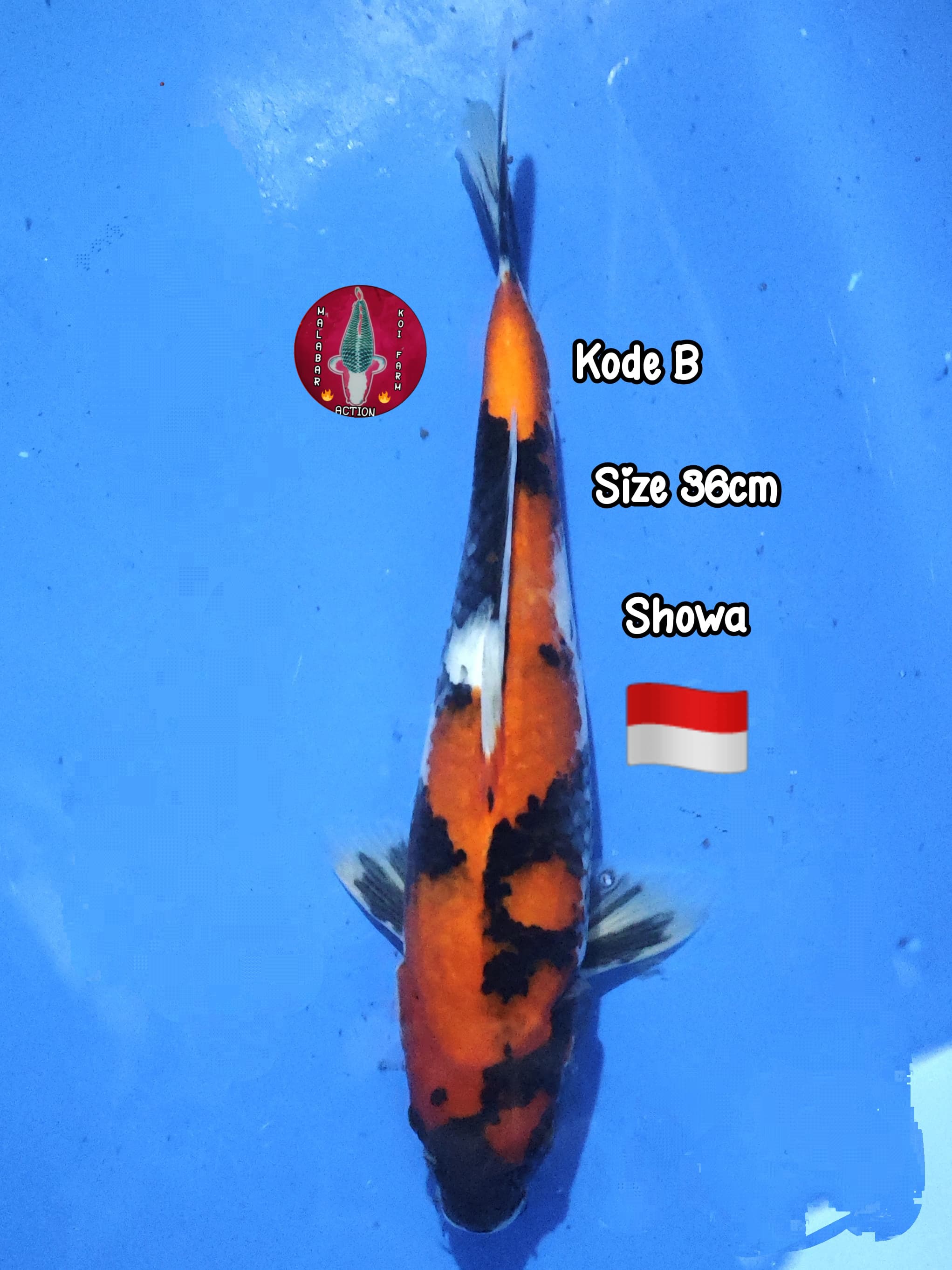 Lelang Koi Online, Jual Beli Ikan Koi, Pusat Jual Beli Koi, Info Lelang Koi Hari Ini, Platform Jual Beli Koi, Jual Beli Ikan Koi Online, Marketplace Ikan Koi, Jual Koi Terbaik, Tempat Beli Koi Berkualitas, Pasar Ikan Koi Online Terpercaya, Penjual Ikan Koi Terpercaya, Beli Koi Hias Online, Ikan Koi untuk Dijual, Koi Kualitas Terbaik, Toko Online Ikan Koi, Koi Hias Untuk Dijual, Jual Beli Ikan Koi Lokal, Koi Indonesia Online, Pusat Jual Beli Koi Terbesar