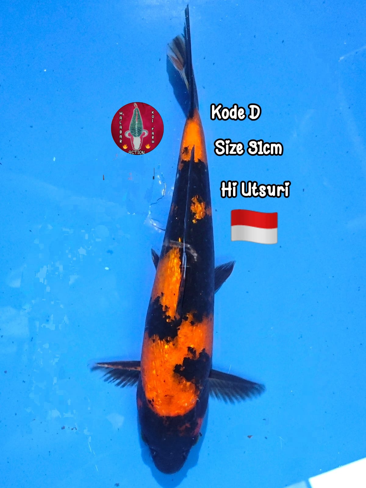 Lelang Koi Online, Jual Beli Ikan Koi, Pusat Jual Beli Koi, Info Lelang Koi Hari Ini, Platform Jual Beli Koi, Jual Beli Ikan Koi Online, Marketplace Ikan Koi, Jual Koi Terbaik, Tempat Beli Koi Berkualitas, Pasar Ikan Koi Online Terpercaya, Penjual Ikan Koi Terpercaya, Beli Koi Hias Online, Ikan Koi untuk Dijual, Koi Kualitas Terbaik, Toko Online Ikan Koi, Koi Hias Untuk Dijual, Jual Beli Ikan Koi Lokal, Koi Indonesia Online, Pusat Jual Beli Koi Terbesar