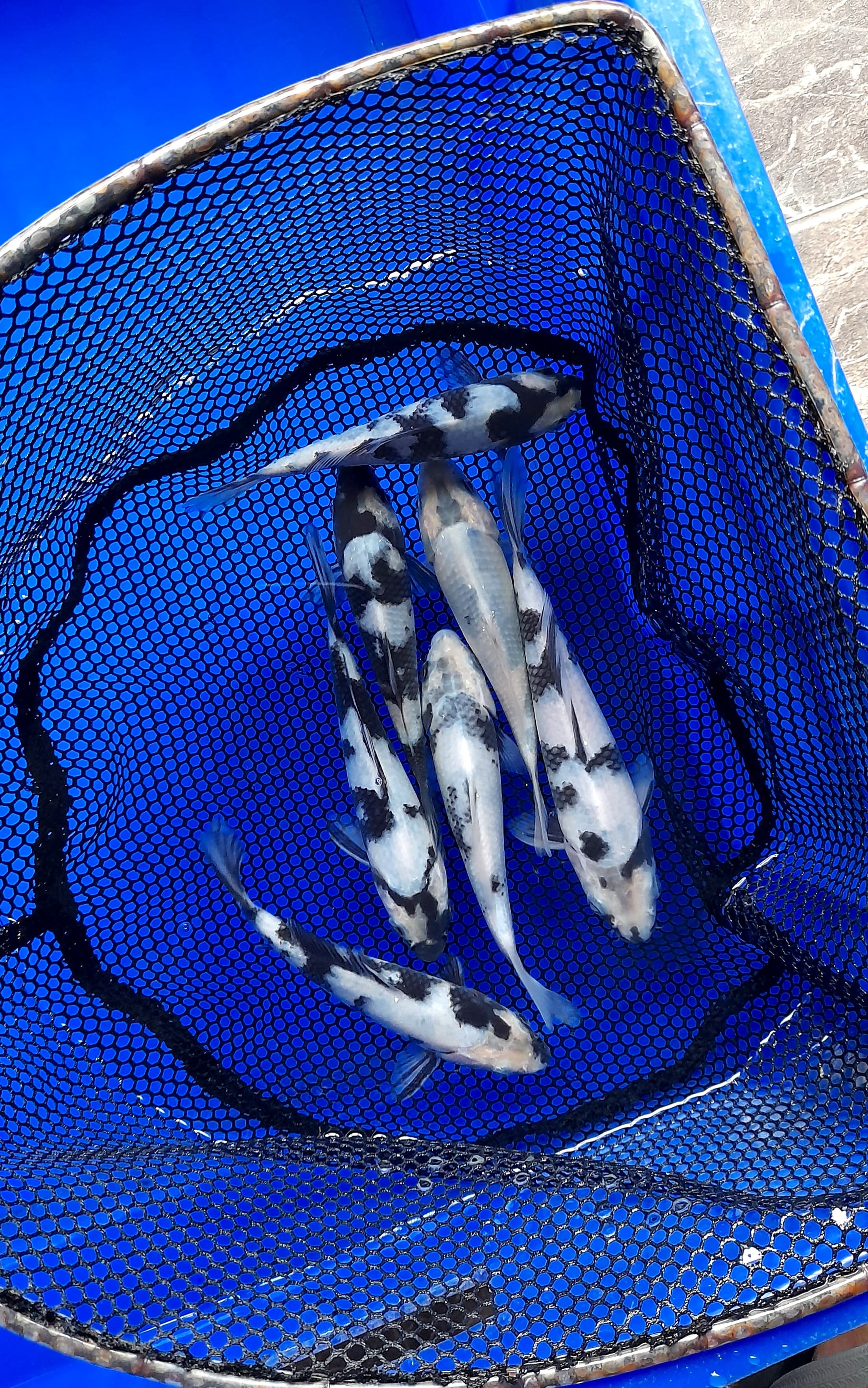 Lelang Koi Online, Jual Beli Ikan Koi, Pusat Jual Beli Koi, Info Lelang Koi Hari Ini, Platform Jual Beli Koi, Jual Beli Ikan Koi Online, Marketplace Ikan Koi, Jual Koi Terbaik, Tempat Beli Koi Berkualitas, Pasar Ikan Koi Online Terpercaya, Penjual Ikan Koi Terpercaya, Beli Koi Hias Online, Ikan Koi untuk Dijual, Koi Kualitas Terbaik, Toko Online Ikan Koi, Koi Hias Untuk Dijual, Jual Beli Ikan Koi Lokal, Koi Indonesia Online, Pusat Jual Beli Koi Terbesar