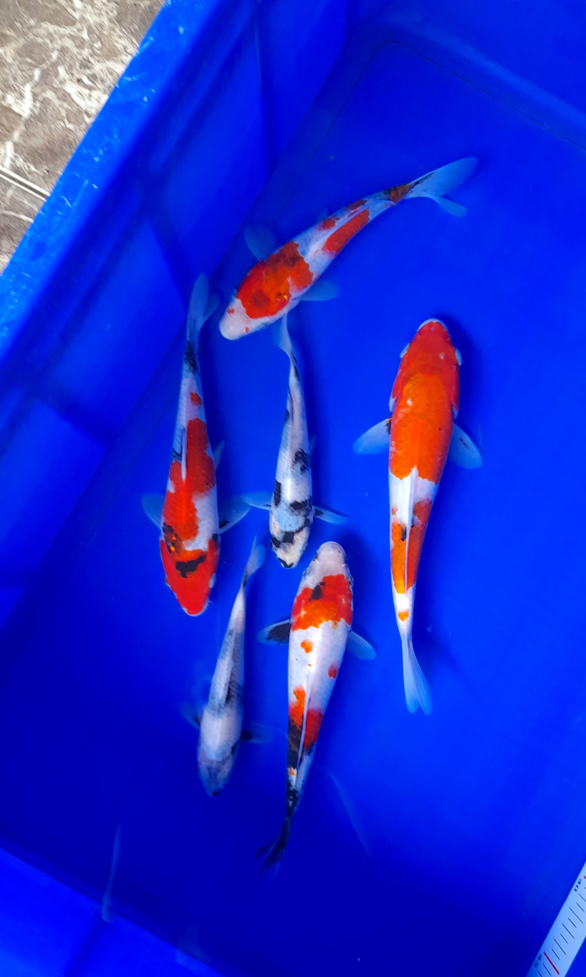 Lelang Koi Online, Jual Beli Ikan Koi, Pusat Jual Beli Koi, Info Lelang Koi Hari Ini, Platform Jual Beli Koi, Jual Beli Ikan Koi Online, Marketplace Ikan Koi, Jual Koi Terbaik, Tempat Beli Koi Berkualitas, Pasar Ikan Koi Online Terpercaya, Penjual Ikan Koi Terpercaya, Beli Koi Hias Online, Ikan Koi untuk Dijual, Koi Kualitas Terbaik, Toko Online Ikan Koi, Koi Hias Untuk Dijual, Jual Beli Ikan Koi Lokal, Koi Indonesia Online, Pusat Jual Beli Koi Terbesar