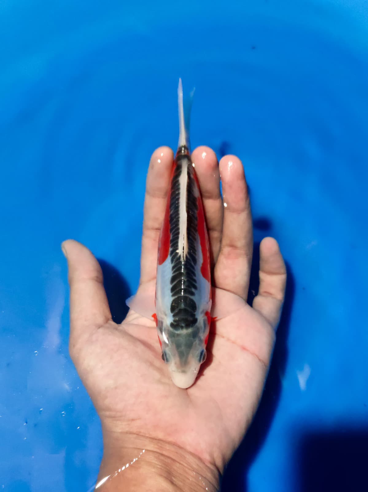 Lelang Koi Online, Jual Beli Ikan Koi, Pusat Jual Beli Koi, Info Lelang Koi Hari Ini, Platform Jual Beli Koi, Jual Beli Ikan Koi Online, Marketplace Ikan Koi, Jual Koi Terbaik, Tempat Beli Koi Berkualitas, Pasar Ikan Koi Online Terpercaya, Penjual Ikan Koi Terpercaya, Beli Koi Hias Online, Ikan Koi untuk Dijual, Koi Kualitas Terbaik, Toko Online Ikan Koi, Koi Hias Untuk Dijual, Jual Beli Ikan Koi Lokal, Koi Indonesia Online, Pusat Jual Beli Koi Terbesar