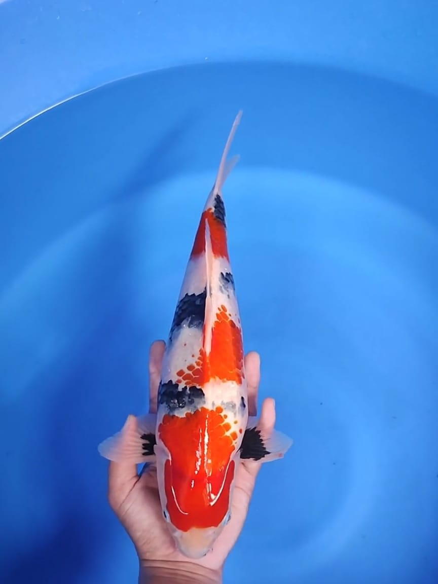 Lelang Koi Online, Jual Beli Ikan Koi, Pusat Jual Beli Koi, Info Lelang Koi Hari Ini, Platform Jual Beli Koi, Jual Beli Ikan Koi Online, Marketplace Ikan Koi, Jual Koi Terbaik, Tempat Beli Koi Berkualitas, Pasar Ikan Koi Online Terpercaya, Penjual Ikan Koi Terpercaya, Beli Koi Hias Online, Ikan Koi untuk Dijual, Koi Kualitas Terbaik, Toko Online Ikan Koi, Koi Hias Untuk Dijual, Jual Beli Ikan Koi Lokal, Koi Indonesia Online, Pusat Jual Beli Koi Terbesar