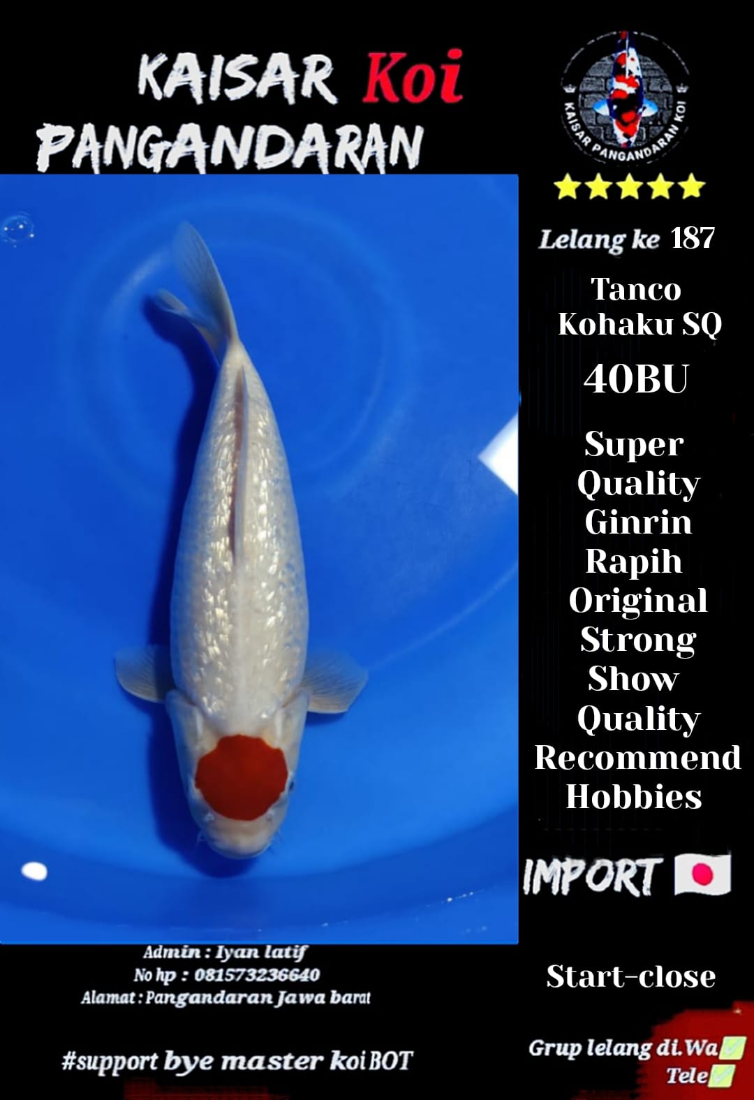 Lelang Koi Online, Jual Beli Ikan Koi, Pusat Jual Beli Koi, Info Lelang Koi Hari Ini, Platform Jual Beli Koi, Jual Beli Ikan Koi Online, Marketplace Ikan Koi, Jual Koi Terbaik, Tempat Beli Koi Berkualitas, Pasar Ikan Koi Online Terpercaya, Penjual Ikan Koi Terpercaya, Beli Koi Hias Online, Ikan Koi untuk Dijual, Koi Kualitas Terbaik, Toko Online Ikan Koi, Koi Hias Untuk Dijual, Jual Beli Ikan Koi Lokal, Koi Indonesia Online, Pusat Jual Beli Koi Terbesar