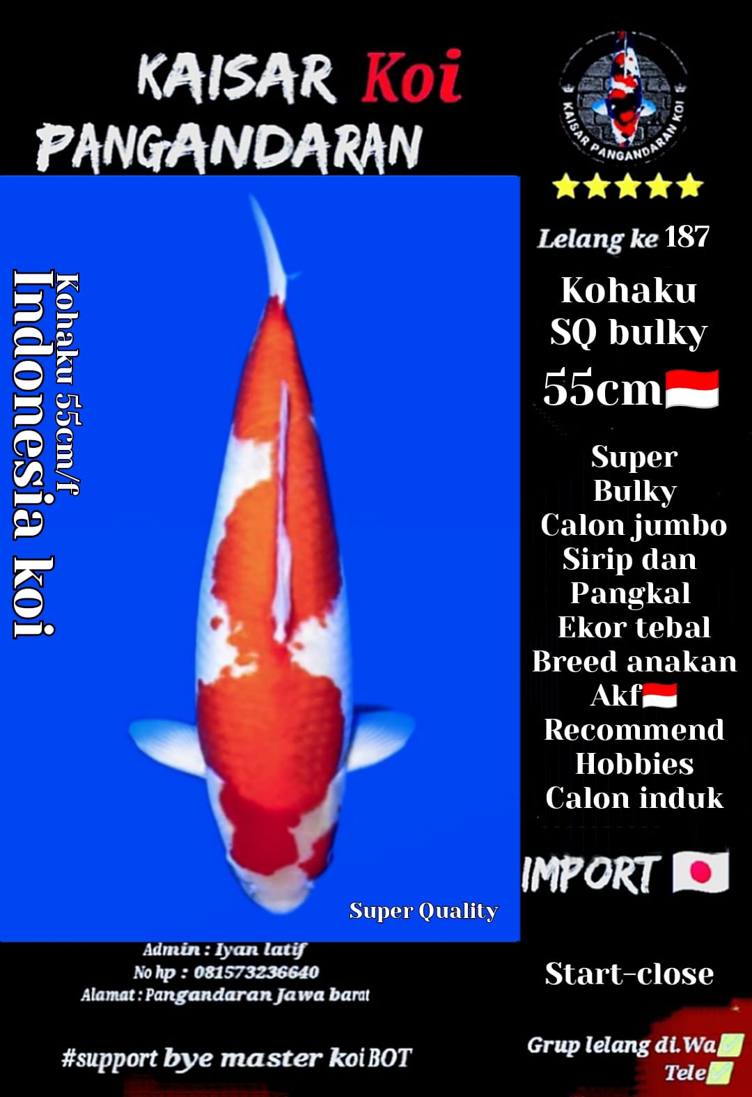 Lelang Koi Online, Jual Beli Ikan Koi, Pusat Jual Beli Koi, Info Lelang Koi Hari Ini, Platform Jual Beli Koi, Jual Beli Ikan Koi Online, Marketplace Ikan Koi, Jual Koi Terbaik, Tempat Beli Koi Berkualitas, Pasar Ikan Koi Online Terpercaya, Penjual Ikan Koi Terpercaya, Beli Koi Hias Online, Ikan Koi untuk Dijual, Koi Kualitas Terbaik, Toko Online Ikan Koi, Koi Hias Untuk Dijual, Jual Beli Ikan Koi Lokal, Koi Indonesia Online, Pusat Jual Beli Koi Terbesar