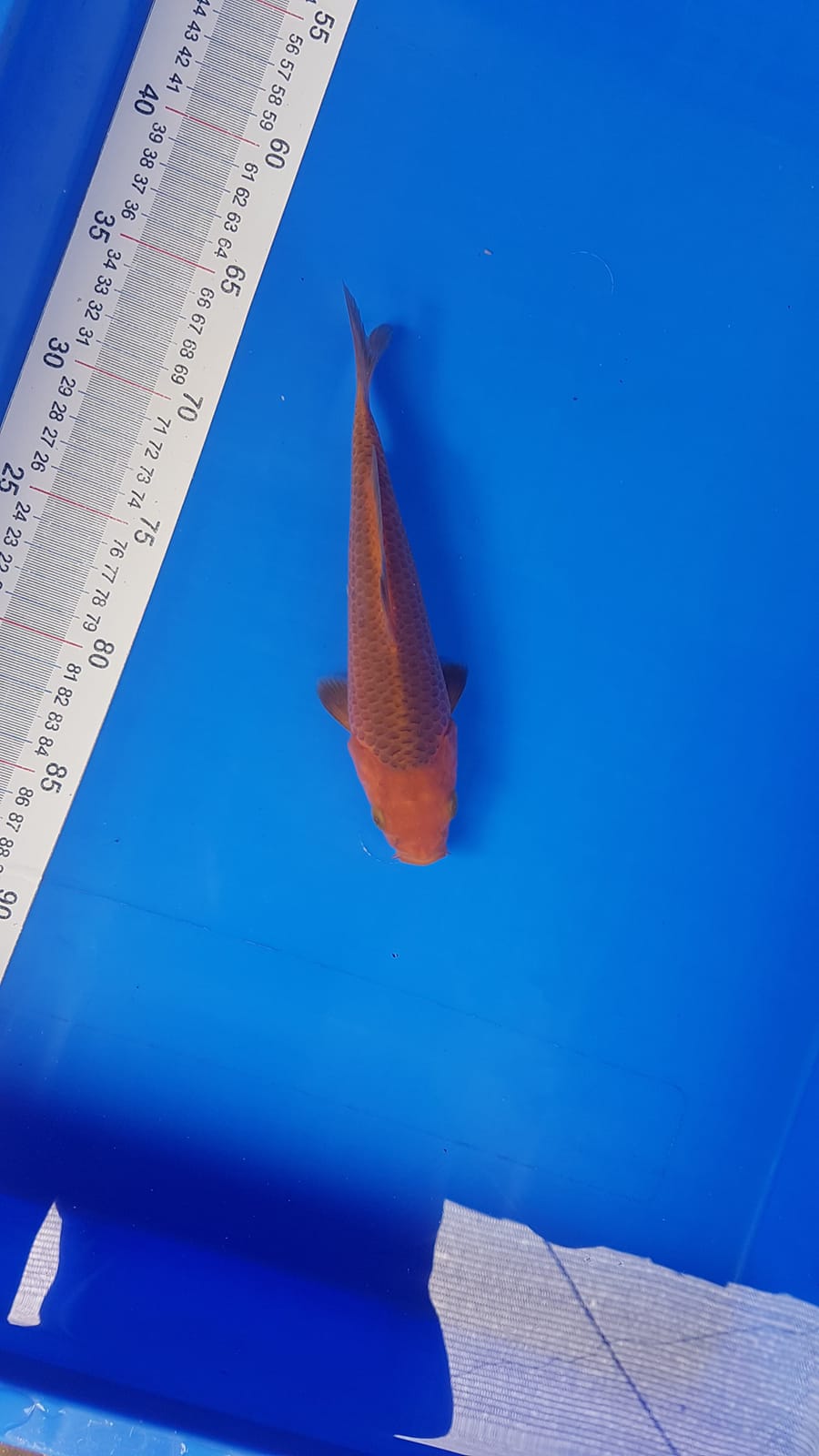 Lelang Koi Online, Jual Beli Ikan Koi, Pusat Jual Beli Koi, Info Lelang Koi Hari Ini, Platform Jual Beli Koi, Jual Beli Ikan Koi Online, Marketplace Ikan Koi, Jual Koi Terbaik, Tempat Beli Koi Berkualitas, Pasar Ikan Koi Online Terpercaya, Penjual Ikan Koi Terpercaya, Beli Koi Hias Online, Ikan Koi untuk Dijual, Koi Kualitas Terbaik, Toko Online Ikan Koi, Koi Hias Untuk Dijual, Jual Beli Ikan Koi Lokal, Koi Indonesia Online, Pusat Jual Beli Koi Terbesar