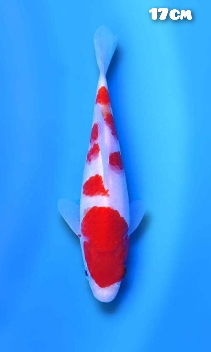 Lelang Koi Online, Jual Beli Ikan Koi, Pusat Jual Beli Koi, Info Lelang Koi Hari Ini, Platform Jual Beli Koi, Jual Beli Ikan Koi Online, Marketplace Ikan Koi, Jual Koi Terbaik, Tempat Beli Koi Berkualitas, Pasar Ikan Koi Online Terpercaya, Penjual Ikan Koi Terpercaya, Beli Koi Hias Online, Ikan Koi untuk Dijual, Koi Kualitas Terbaik, Toko Online Ikan Koi, Koi Hias Untuk Dijual, Jual Beli Ikan Koi Lokal, Koi Indonesia Online, Pusat Jual Beli Koi Terbesar