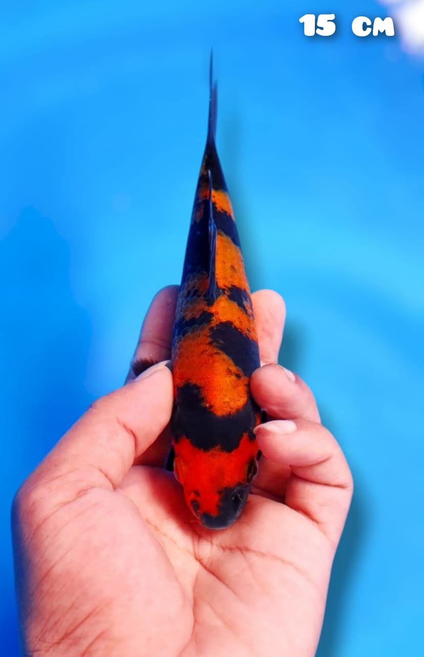 Lelang Koi Online, Jual Beli Ikan Koi, Pusat Jual Beli Koi, Info Lelang Koi Hari Ini, Platform Jual Beli Koi, Jual Beli Ikan Koi Online, Marketplace Ikan Koi, Jual Koi Terbaik, Tempat Beli Koi Berkualitas, Pasar Ikan Koi Online Terpercaya, Penjual Ikan Koi Terpercaya, Beli Koi Hias Online, Ikan Koi untuk Dijual, Koi Kualitas Terbaik, Toko Online Ikan Koi, Koi Hias Untuk Dijual, Jual Beli Ikan Koi Lokal, Koi Indonesia Online, Pusat Jual Beli Koi Terbesar