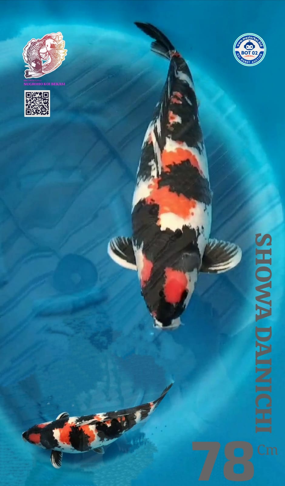 Lelang Koi Online, Jual Beli Ikan Koi, Pusat Jual Beli Koi, Info Lelang Koi Hari Ini, Platform Jual Beli Koi, Jual Beli Ikan Koi Online, Marketplace Ikan Koi, Jual Koi Terbaik, Tempat Beli Koi Berkualitas, Pasar Ikan Koi Online Terpercaya, Penjual Ikan Koi Terpercaya, Beli Koi Hias Online, Ikan Koi untuk Dijual, Koi Kualitas Terbaik, Toko Online Ikan Koi, Koi Hias Untuk Dijual, Jual Beli Ikan Koi Lokal, Koi Indonesia Online, Pusat Jual Beli Koi Terbesar